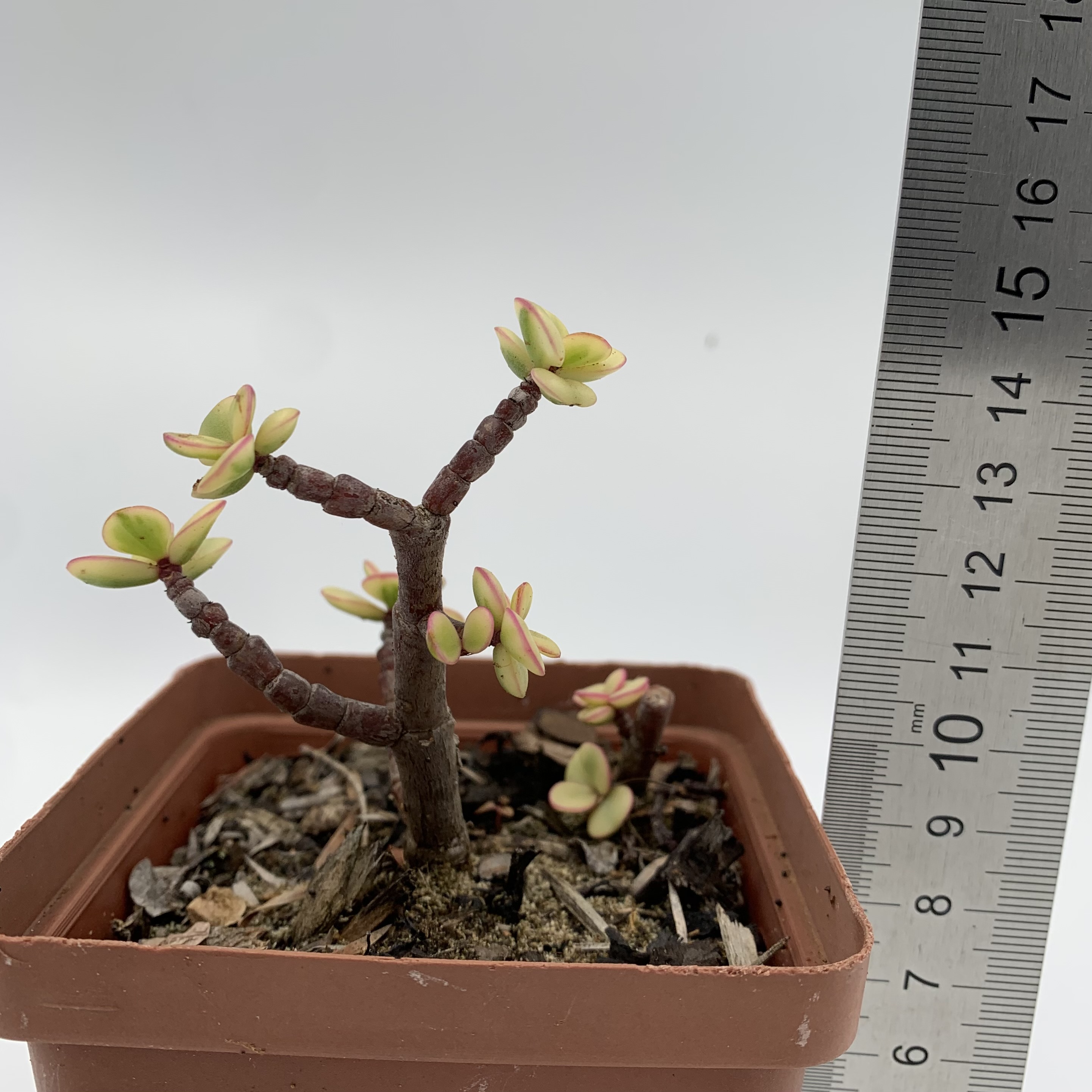 Portulacaria afra "Spekboom" Variegated