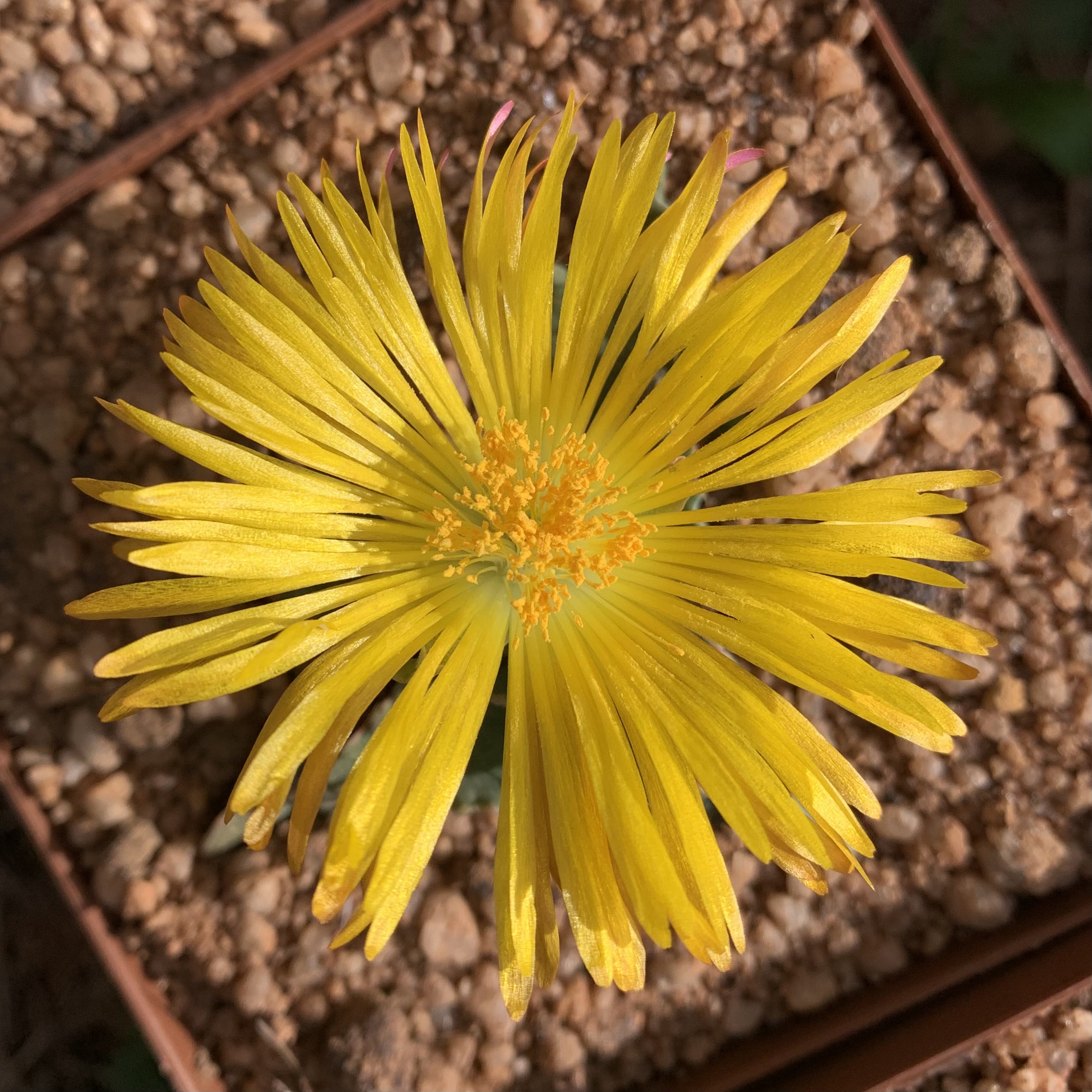 Faucaria sp. (Yellow Flowers)