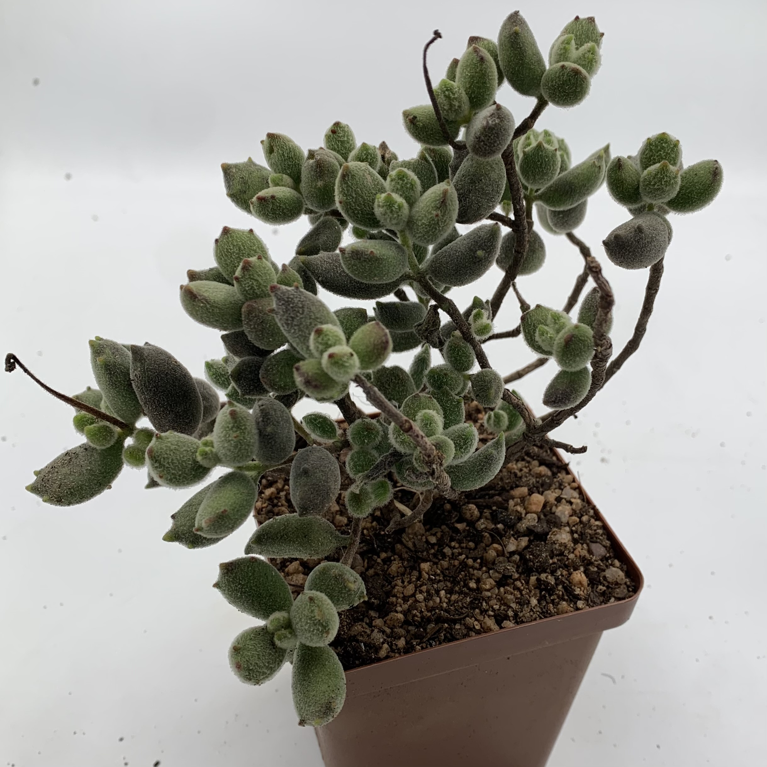 Cotyledon tomentosa 
