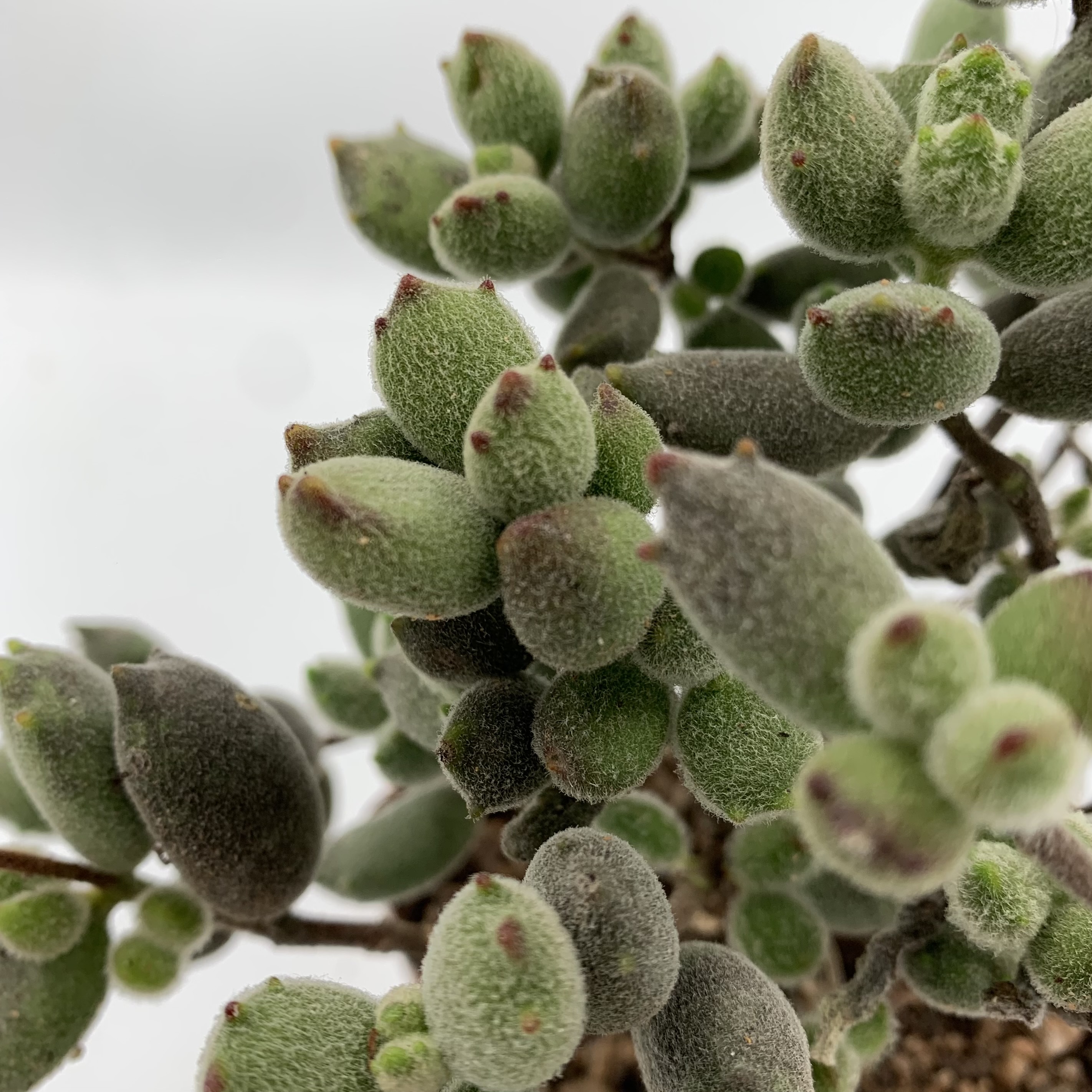 Cotyledon tomentosa 