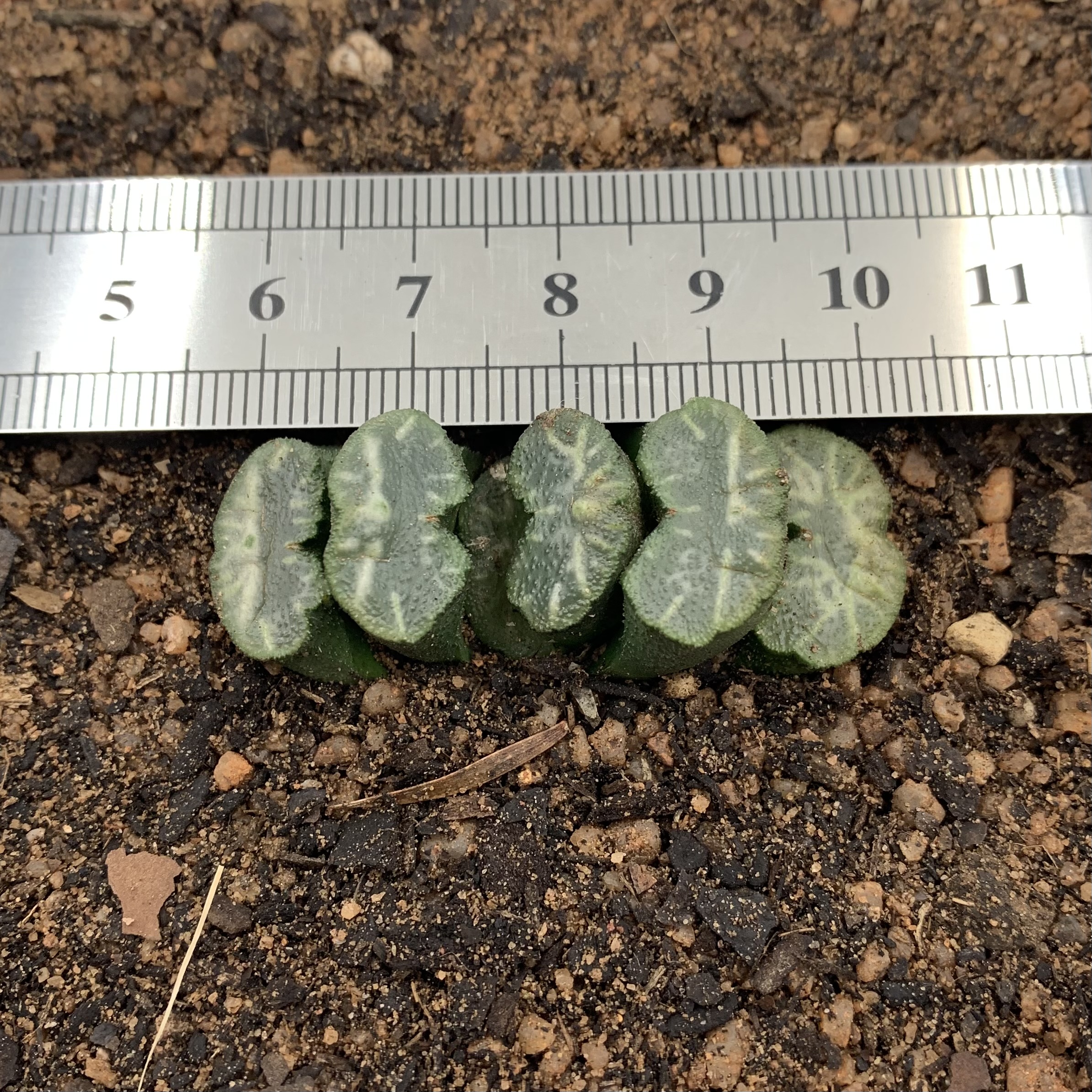Haworthia truncata var. truncata