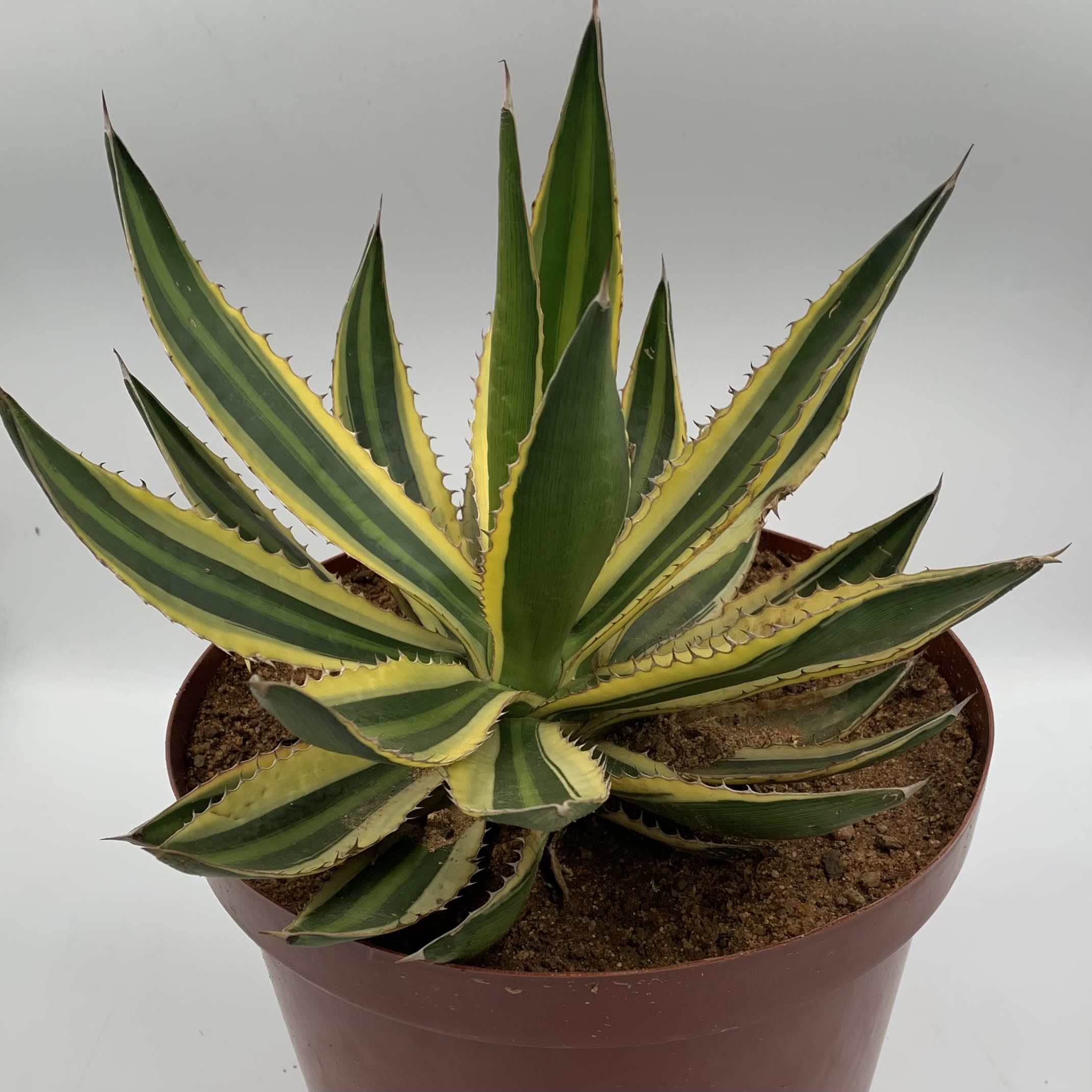 Agave lophantha Quadricolour 'Springbokkie' 