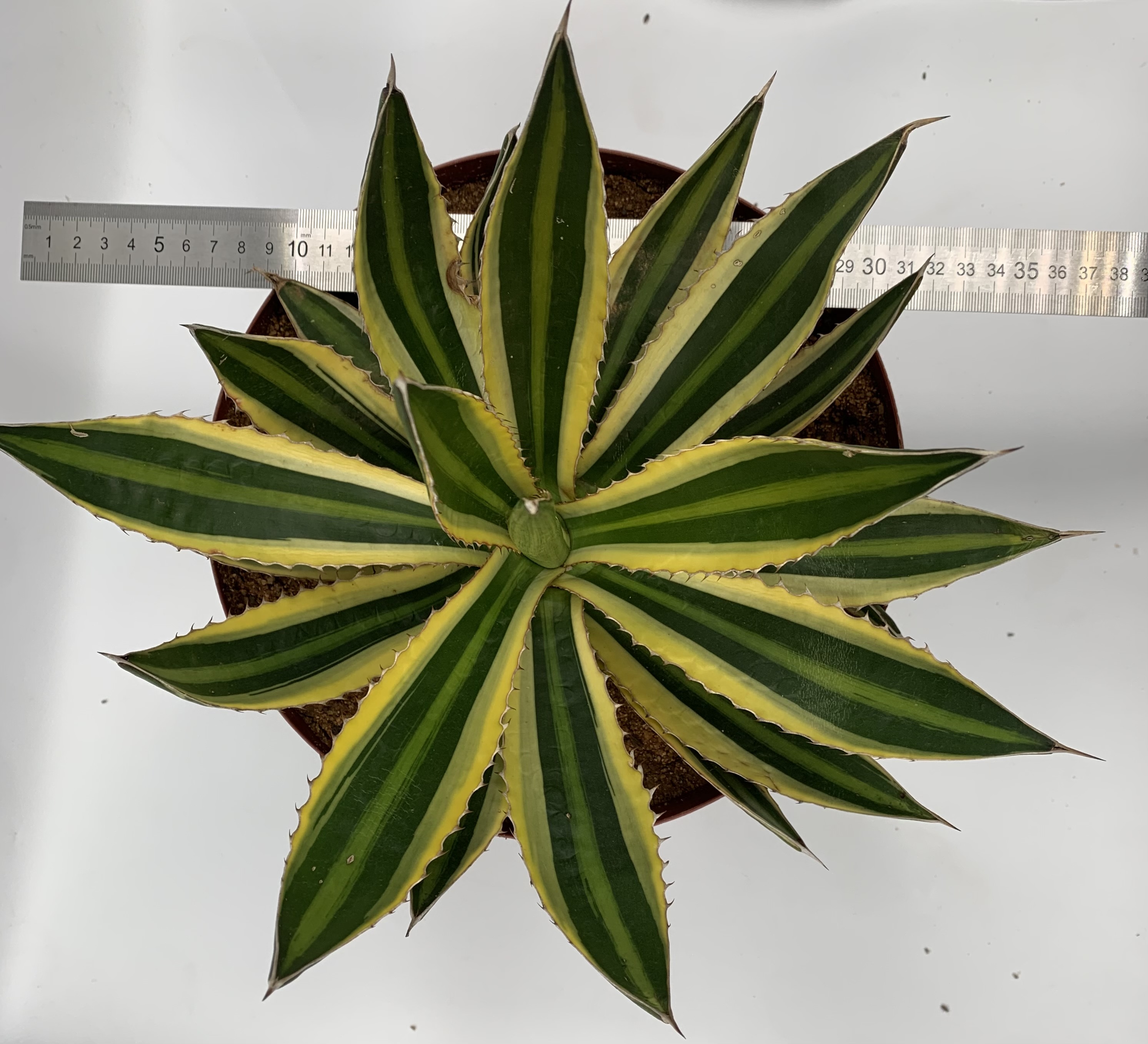Agave lophantha Quadricolour 'Springbokkie' 