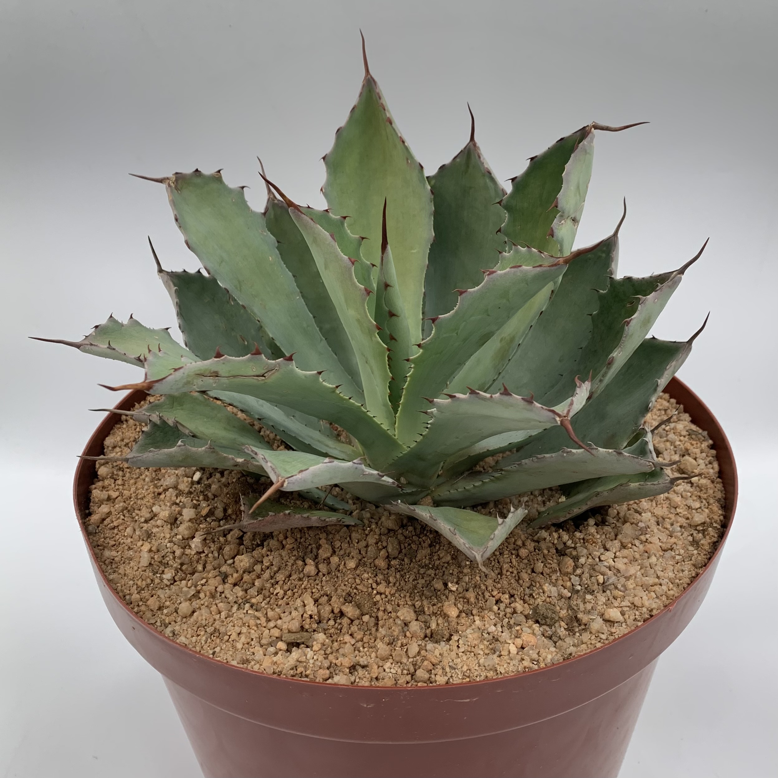 Agave Potatorum 'Butterfly Agave' 