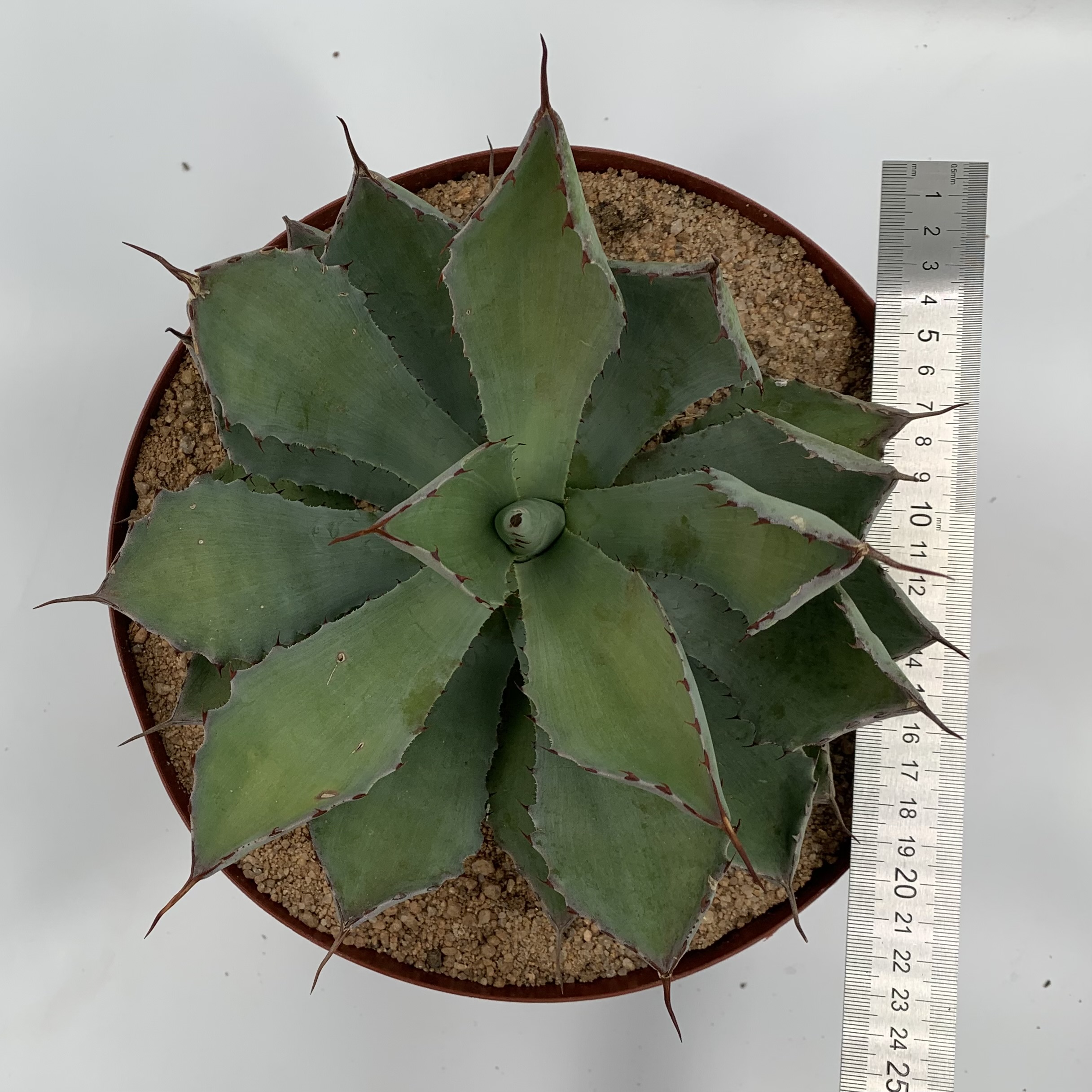 Agave Potatorum 'Butterfly Agave' 