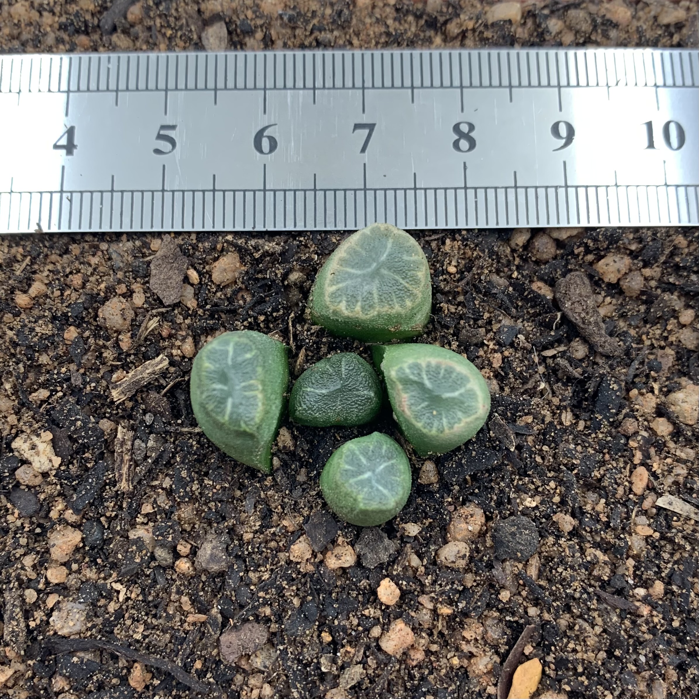 Haworthia Maughanii