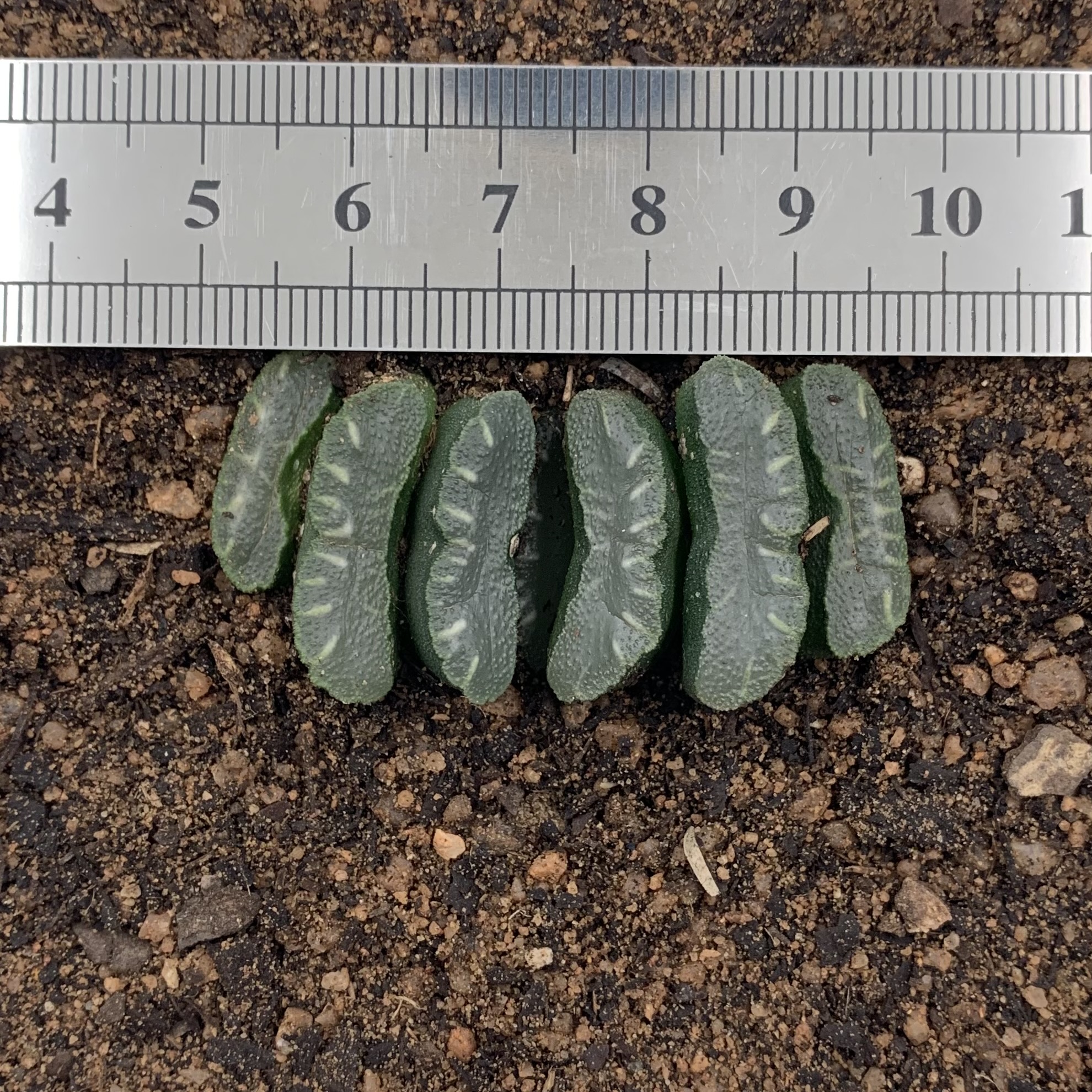 Haworthia Truncata