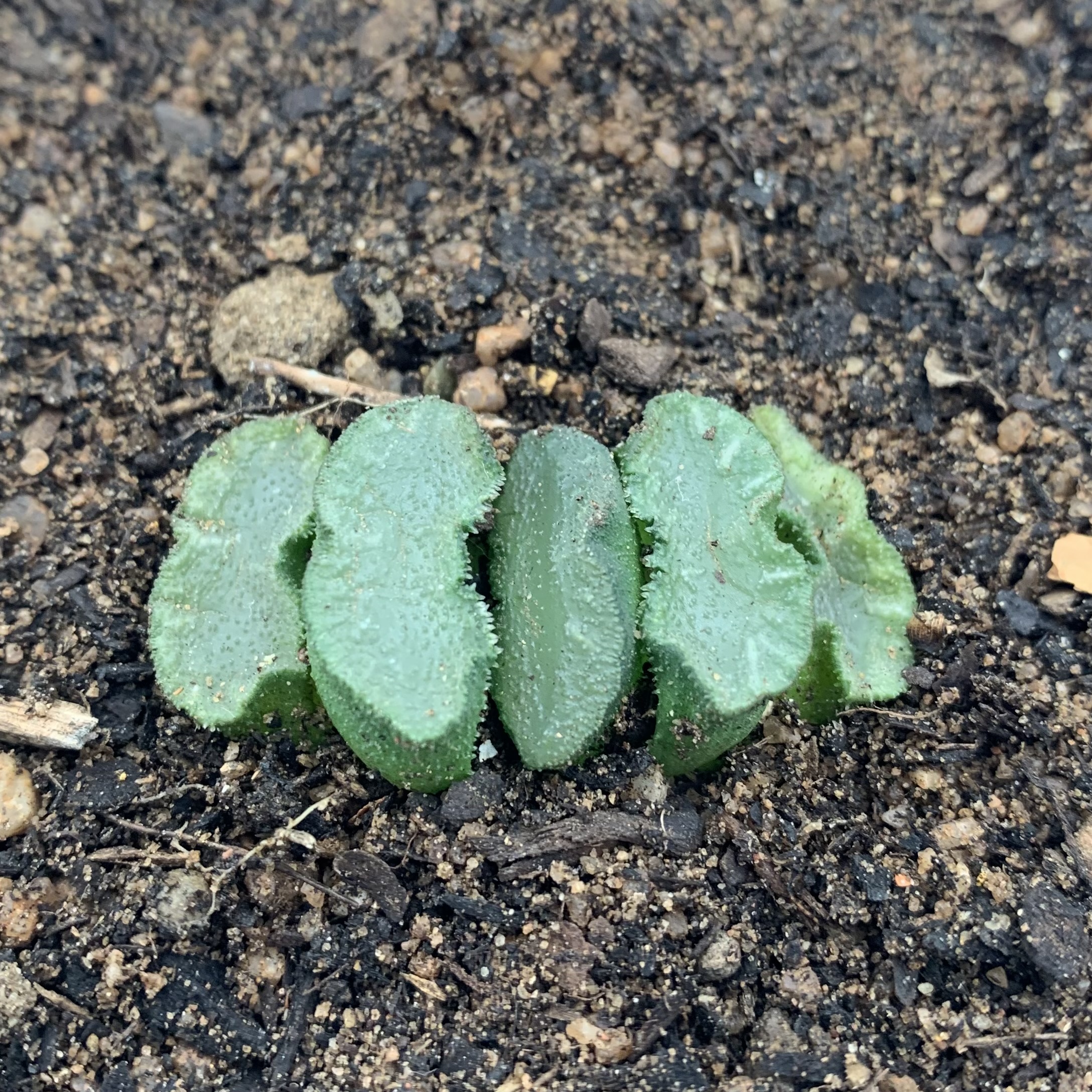 Haworthia Truncata