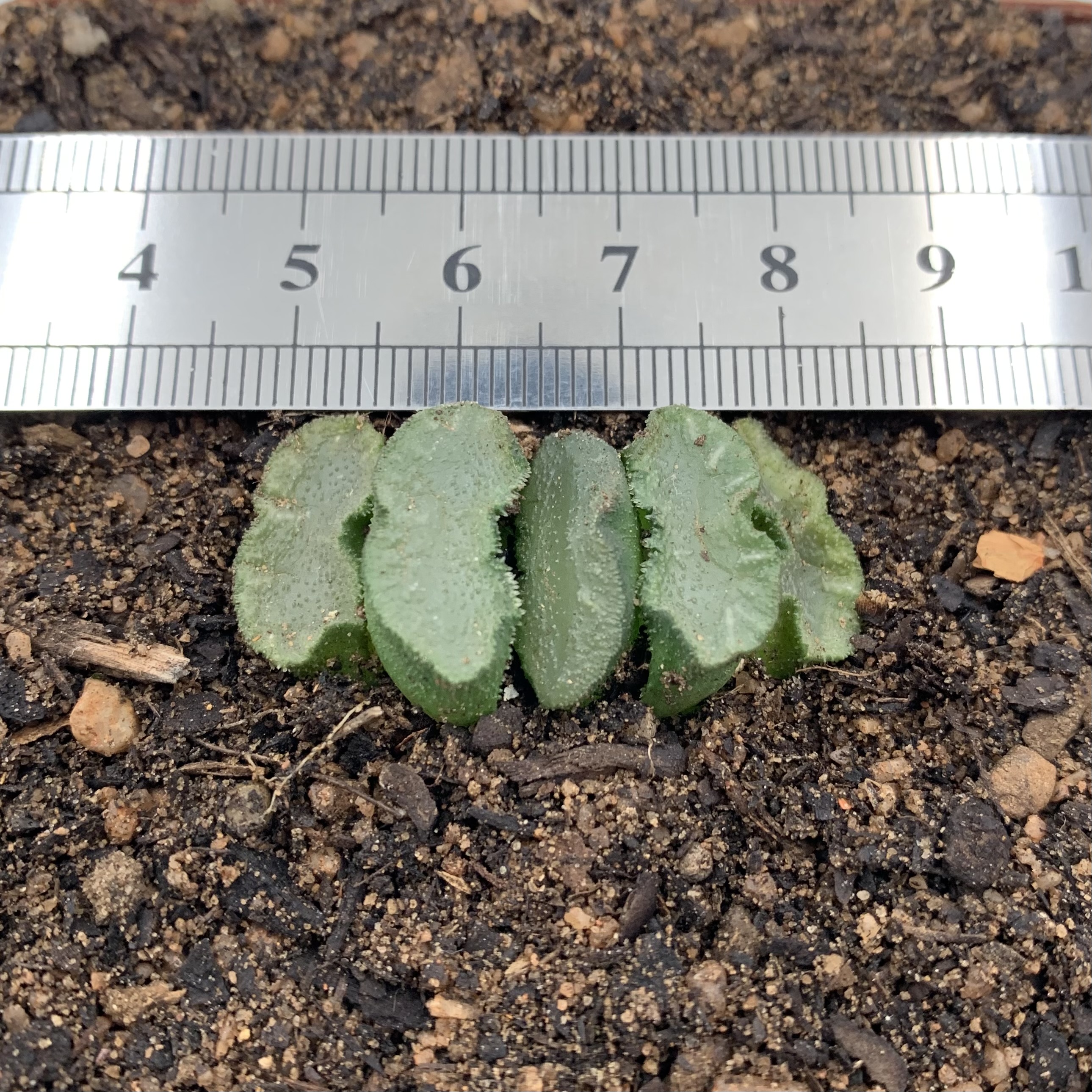 Haworthia Truncata