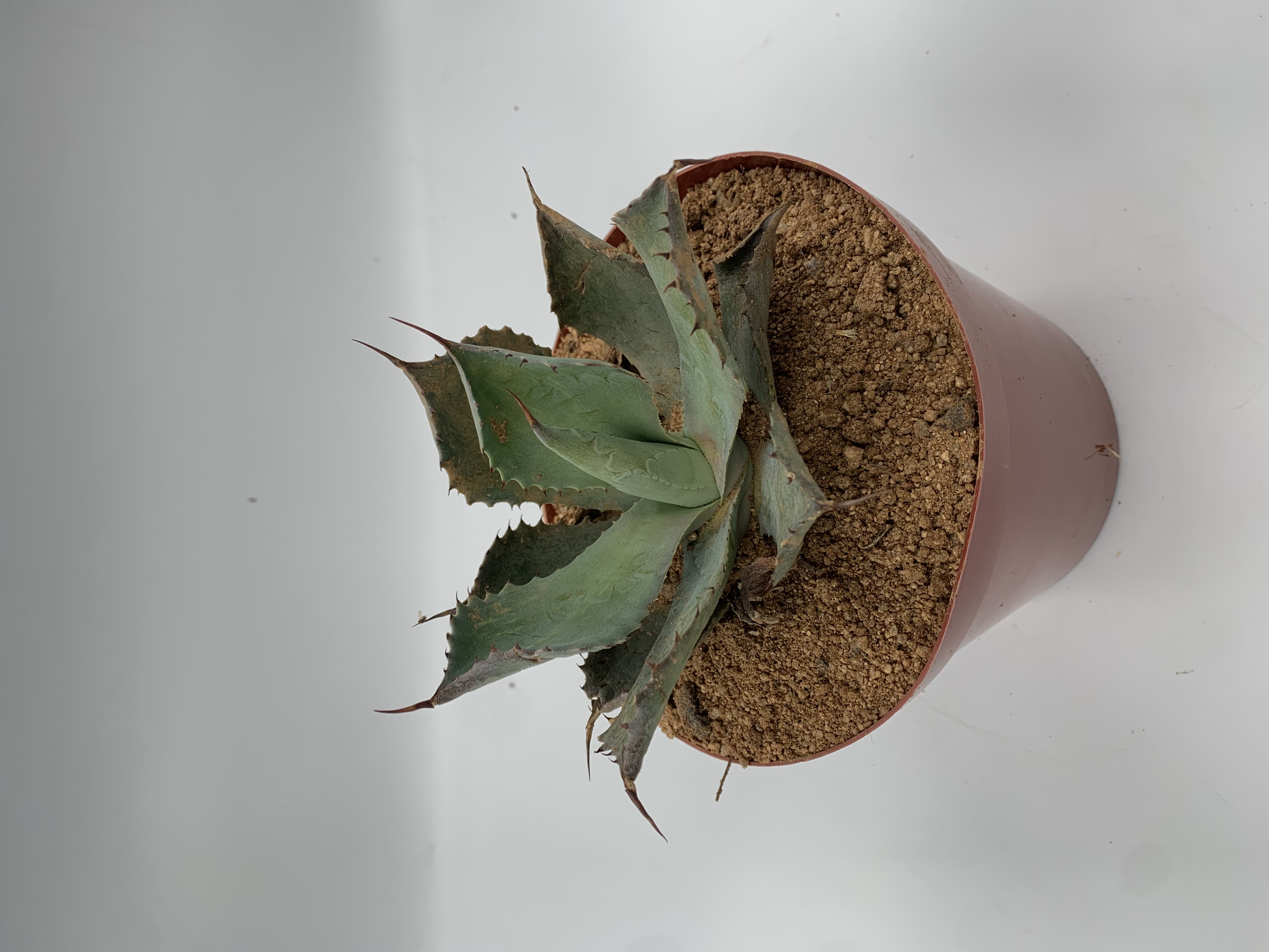 Agave sp.