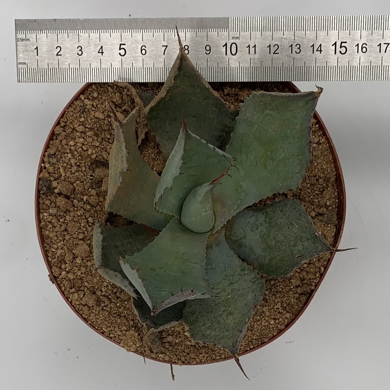 Agave sp.