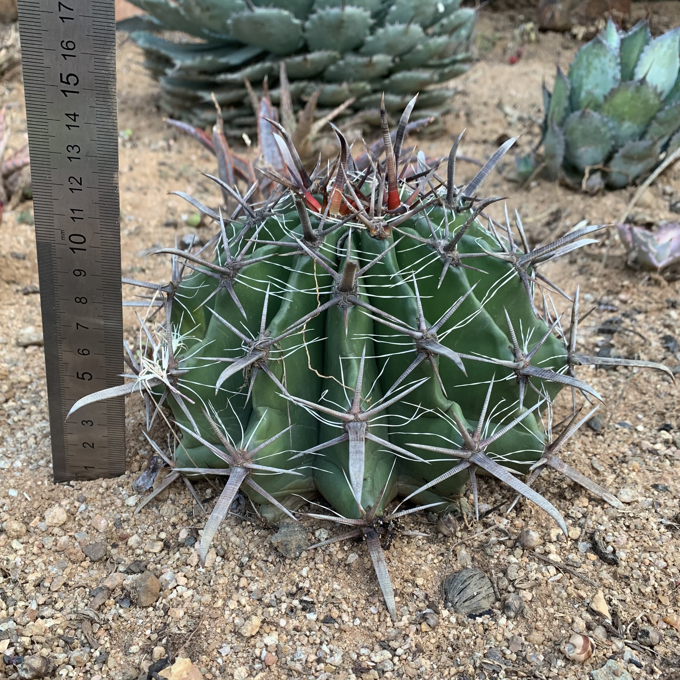 Ferocactus latispinus