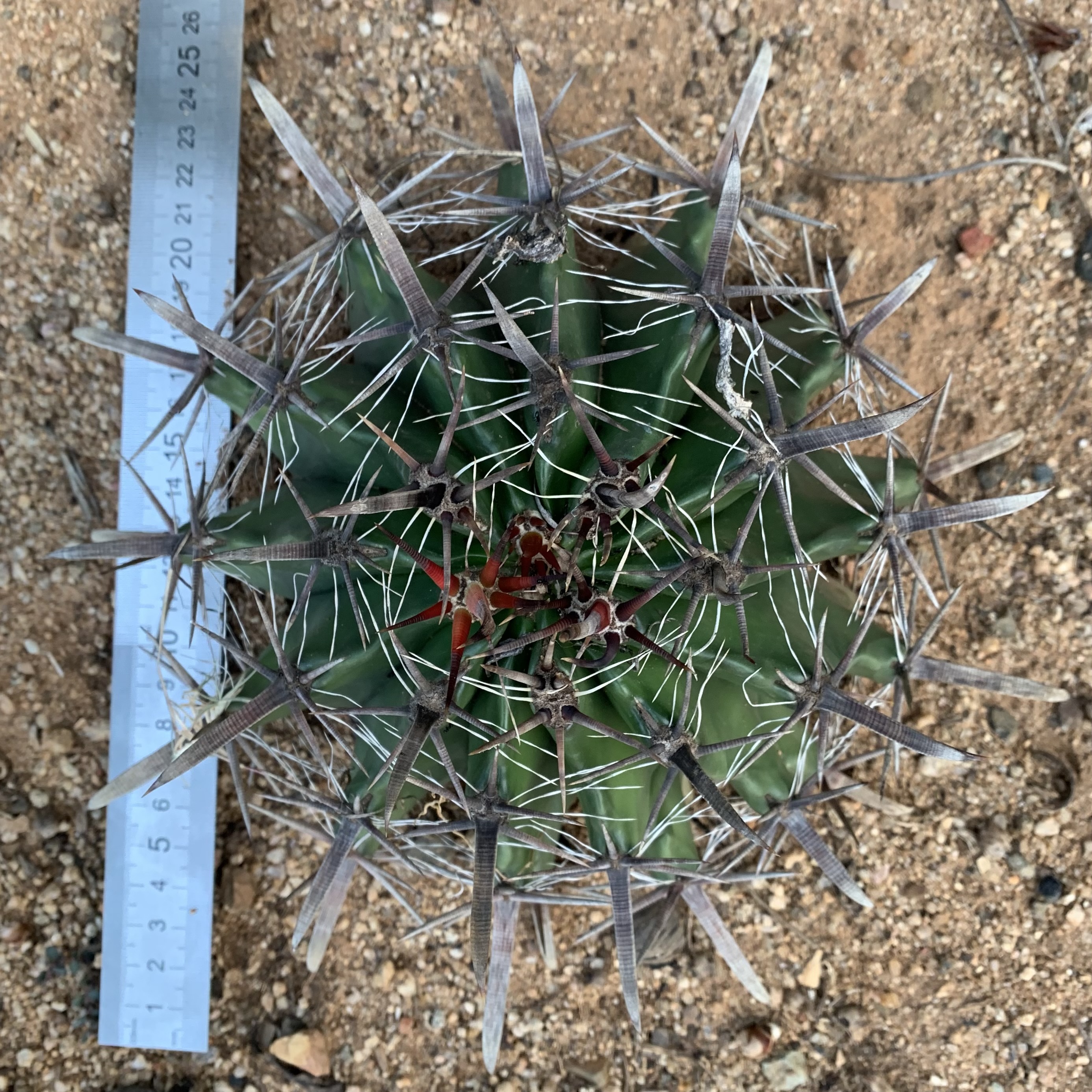 Ferocactus latispinus