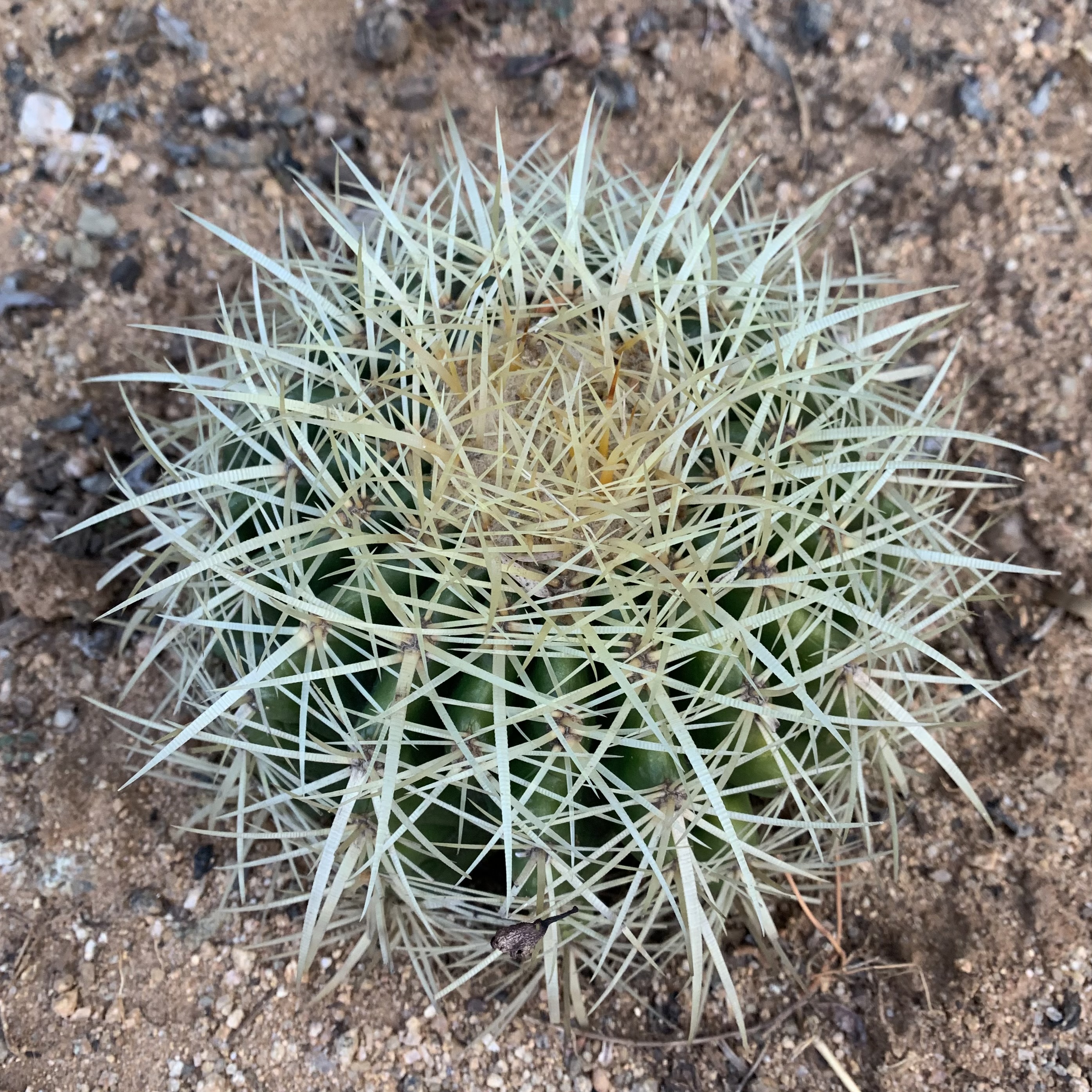 Echinocactus Grusonii ‘Golden Barrel Cactus’