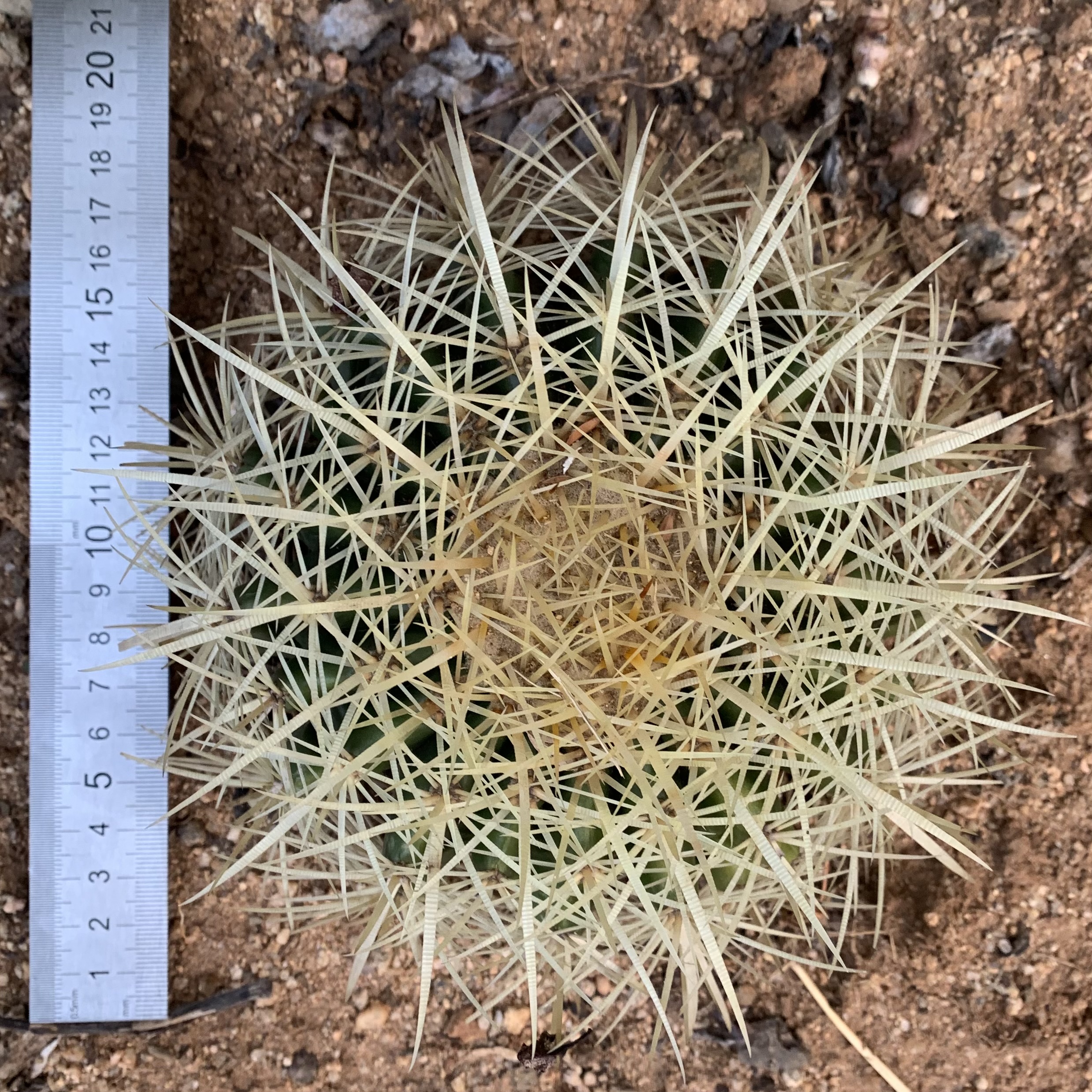 Echinocactus Grusonii ‘Golden Barrel Cactus’