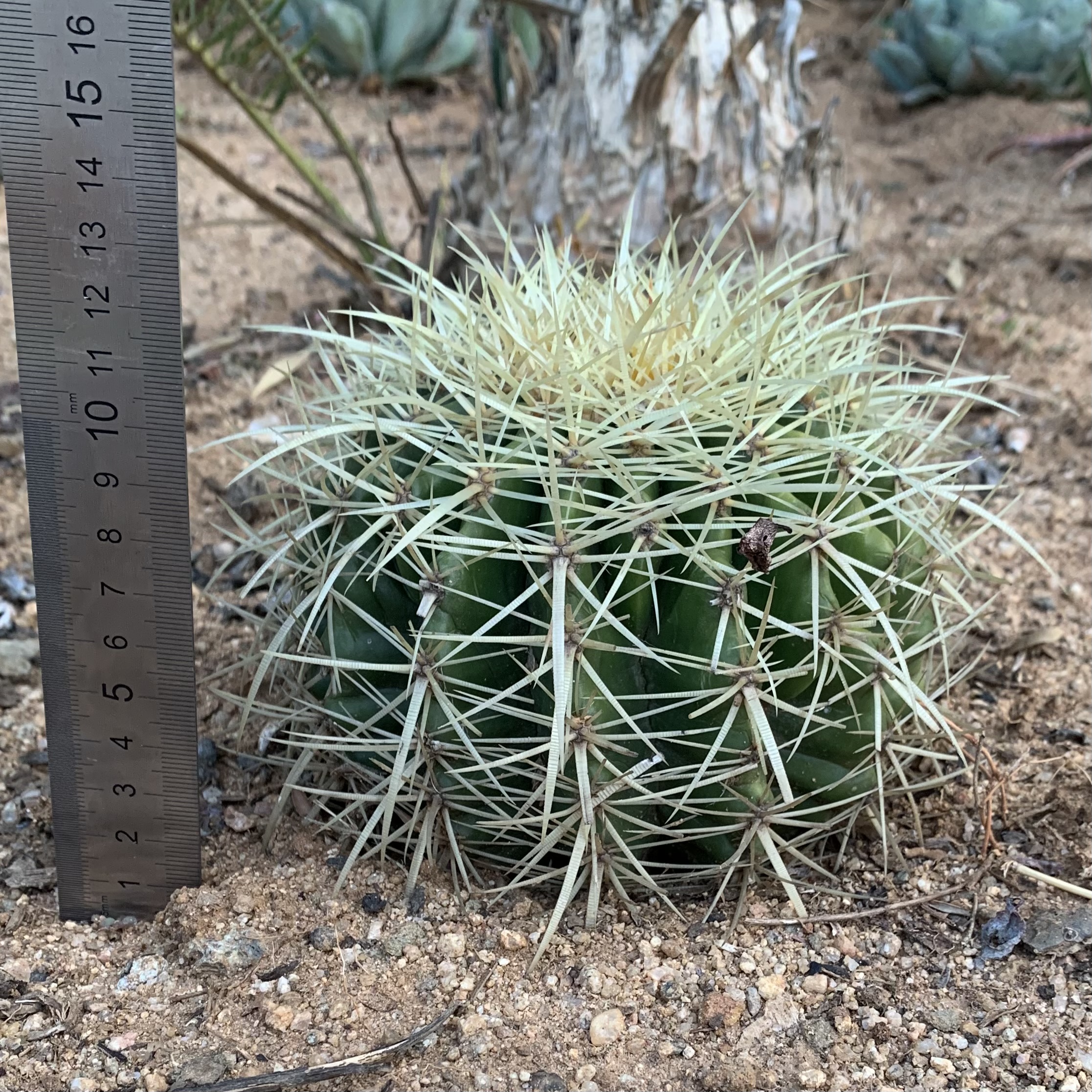Echinocactus Grusonii ‘Golden Barrel Cactus’