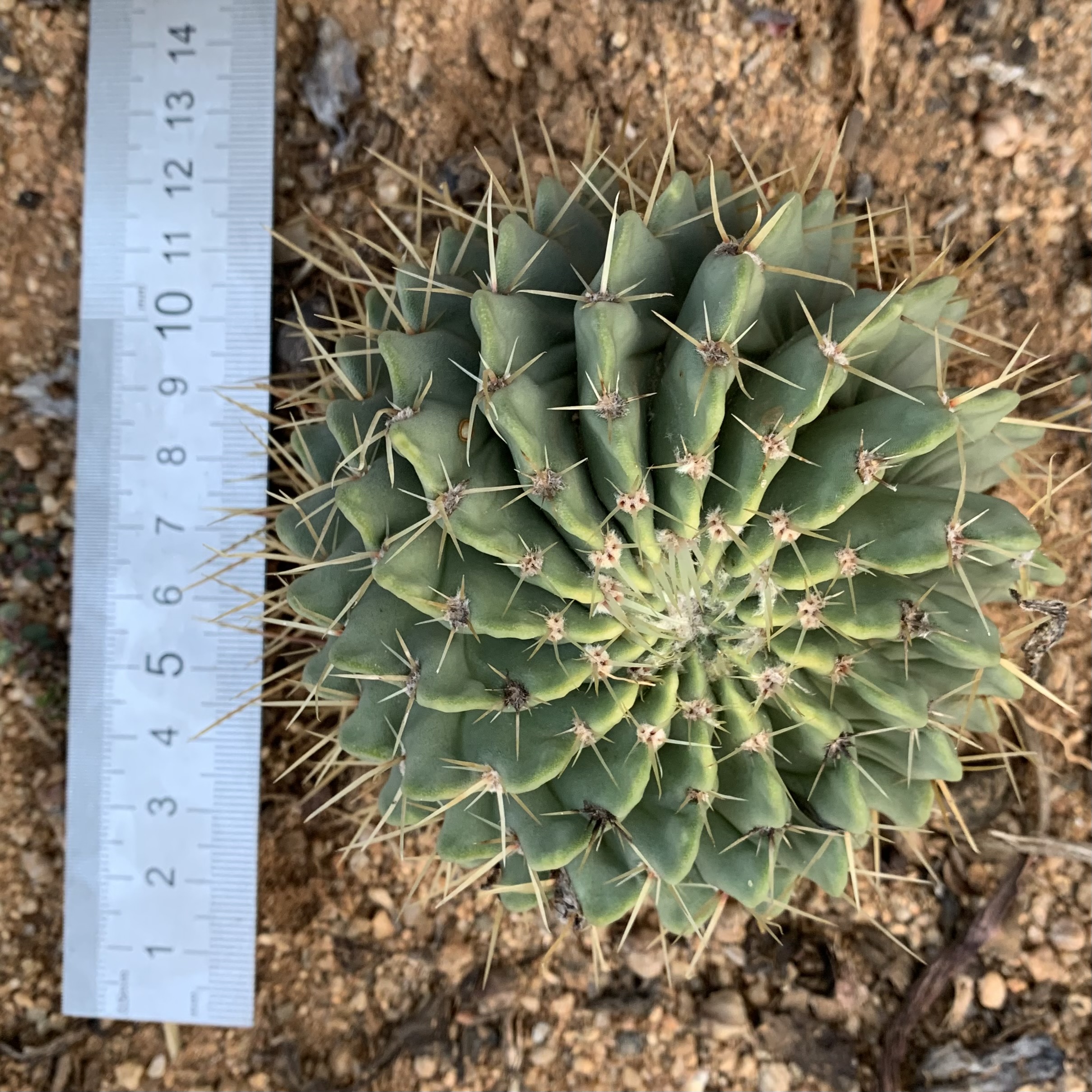 Parodia (Notocactus) Buiningii