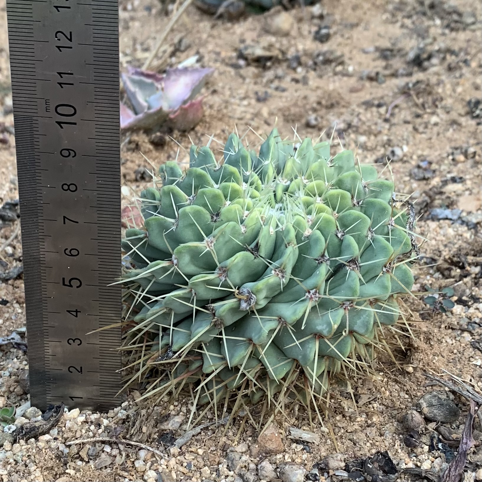 Parodia (Notocactus) Buiningii