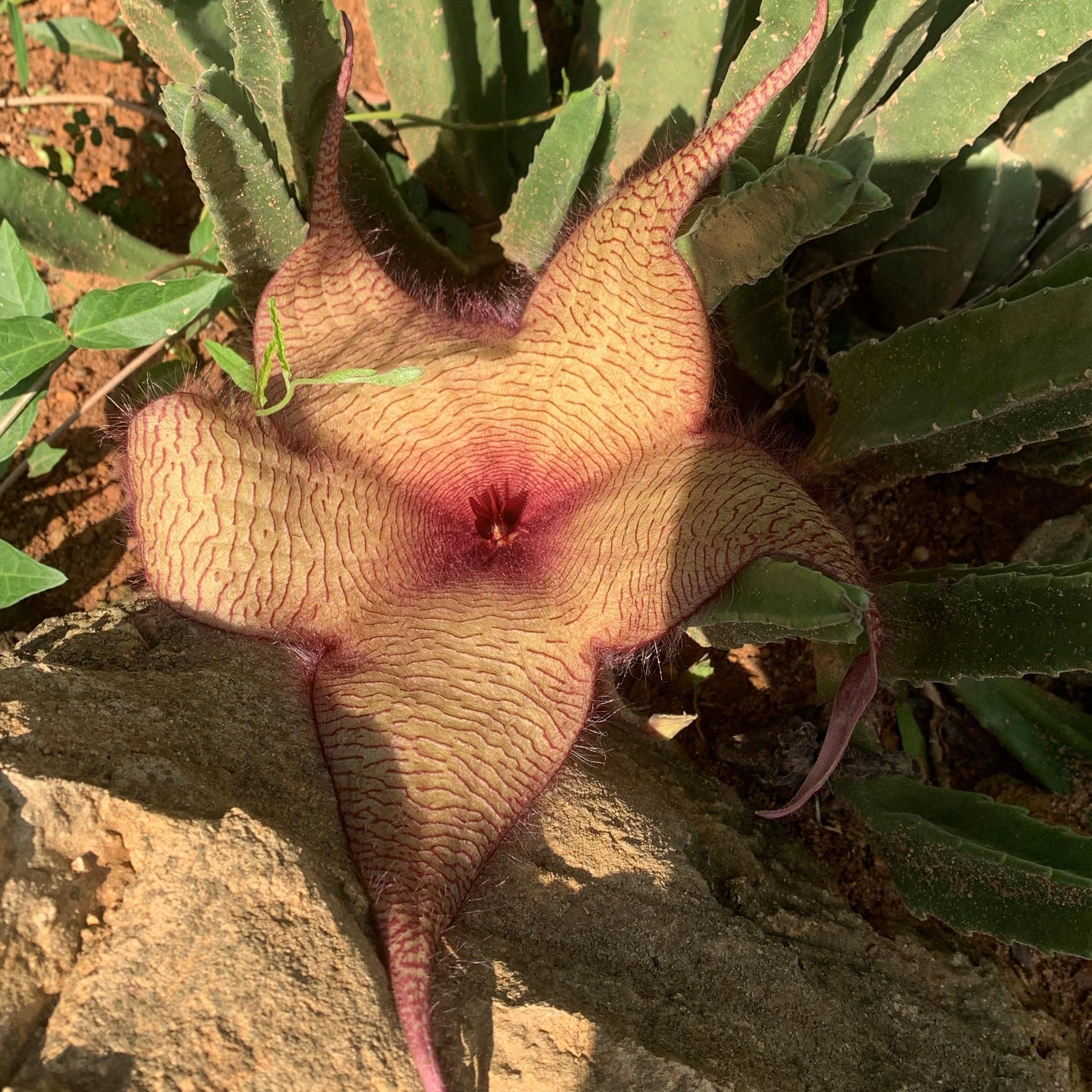Stapelia gigantea
