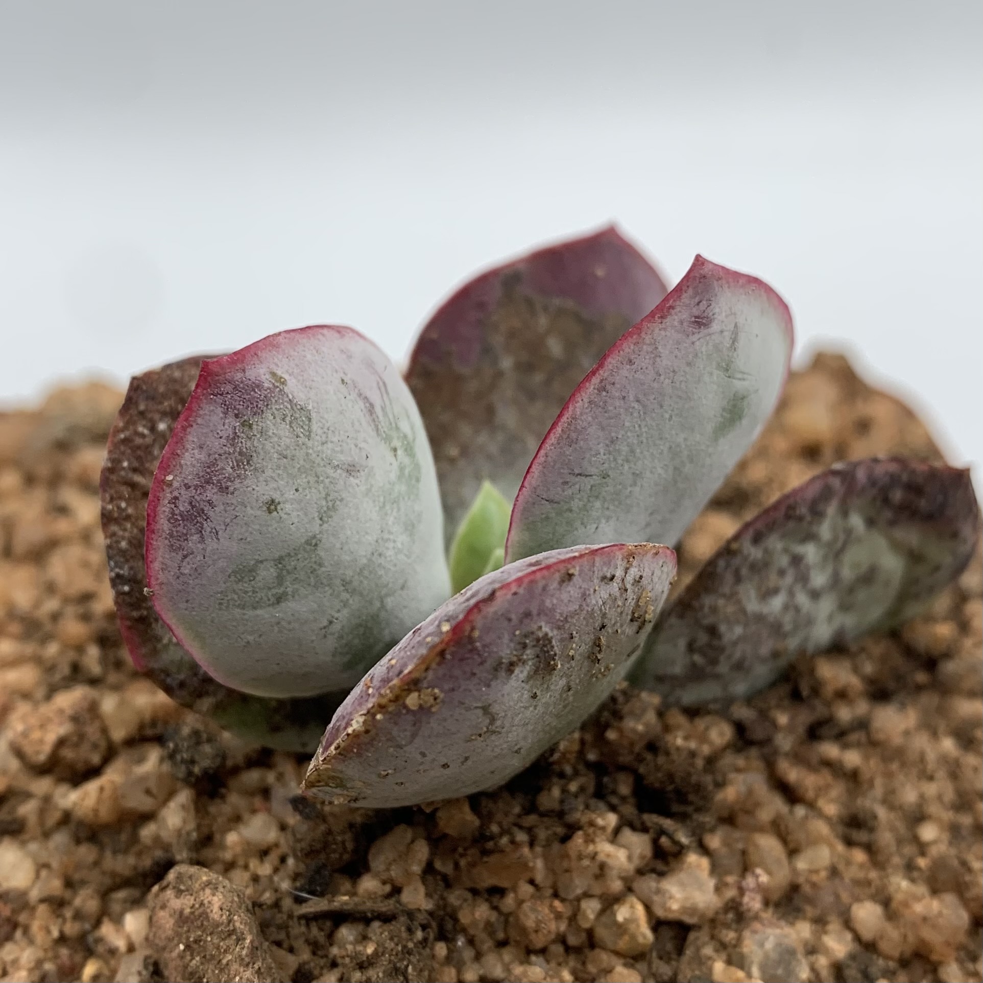 Cotyledon orbiculata 'Huisrivier Pass'