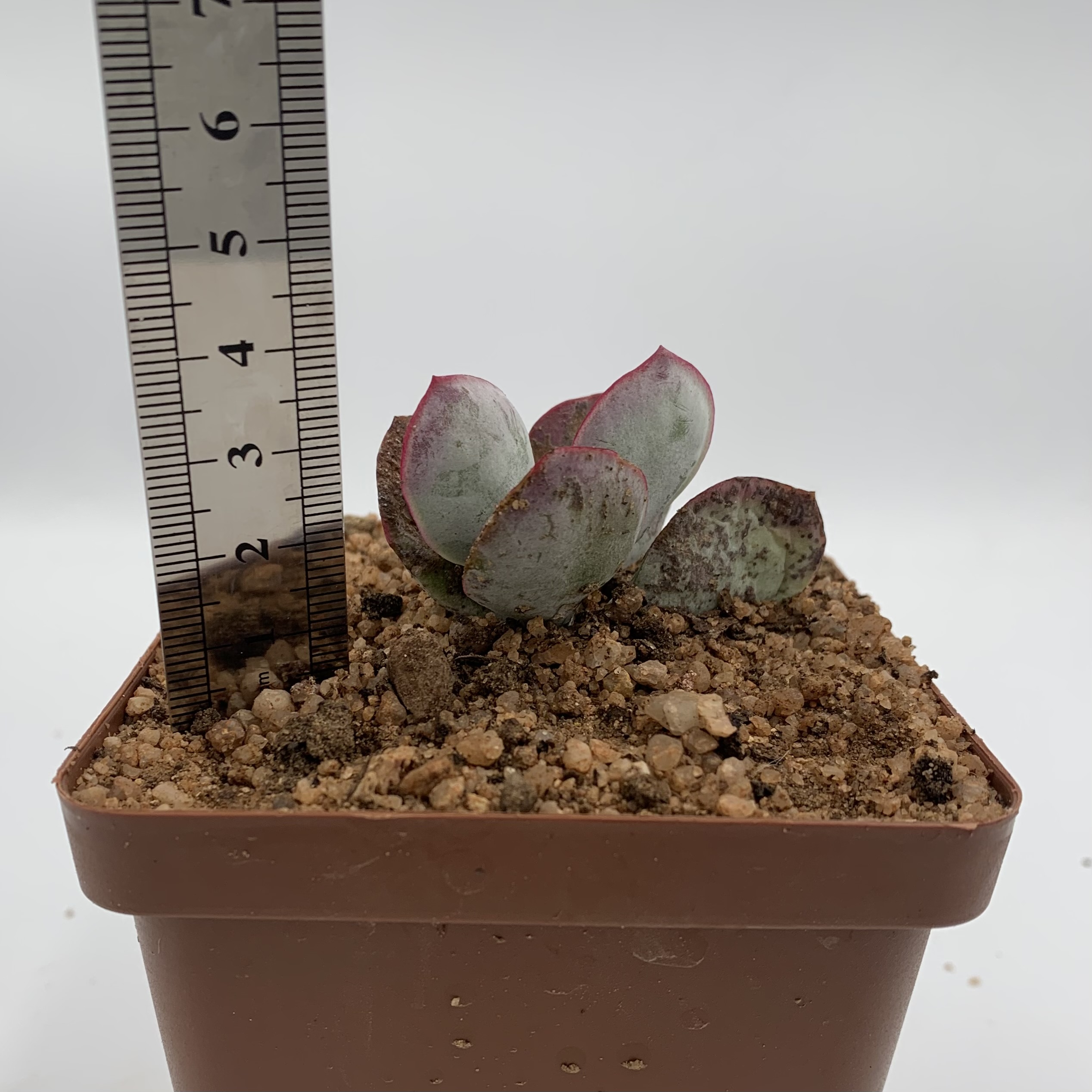 Cotyledon orbiculata 'Huisrivier Pass'