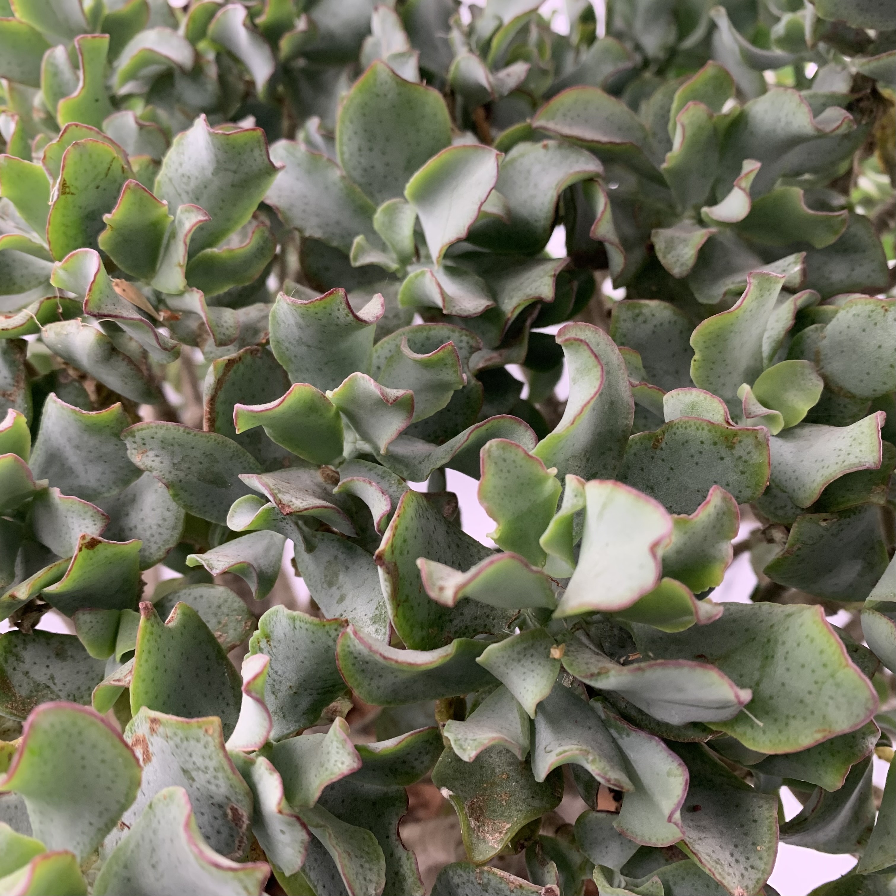 Crassula arborescens 'curly gray'