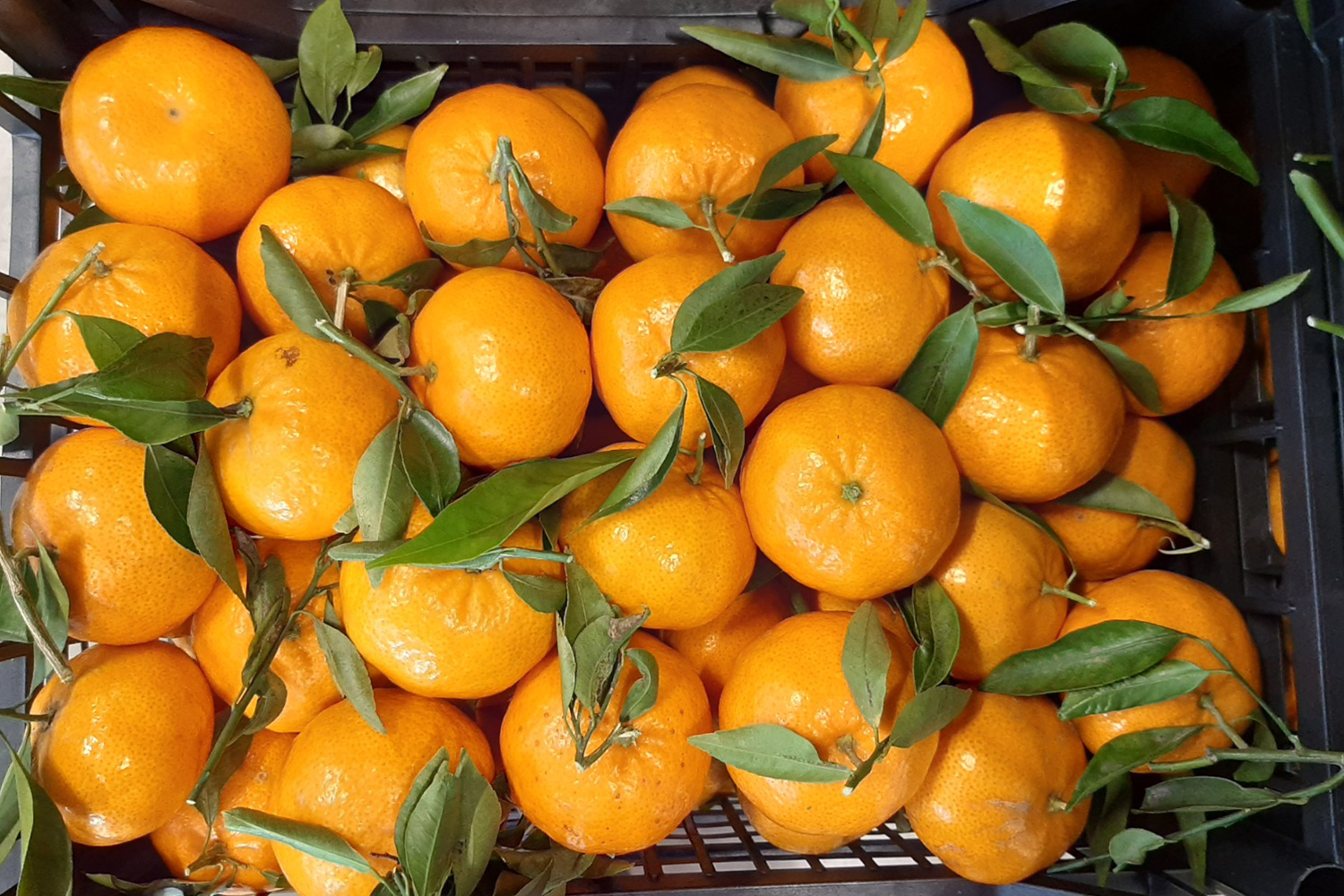 MANDARINI DOLCISSIMI CON SEMI BOX DA 8 KG CALIBRO MEDIO