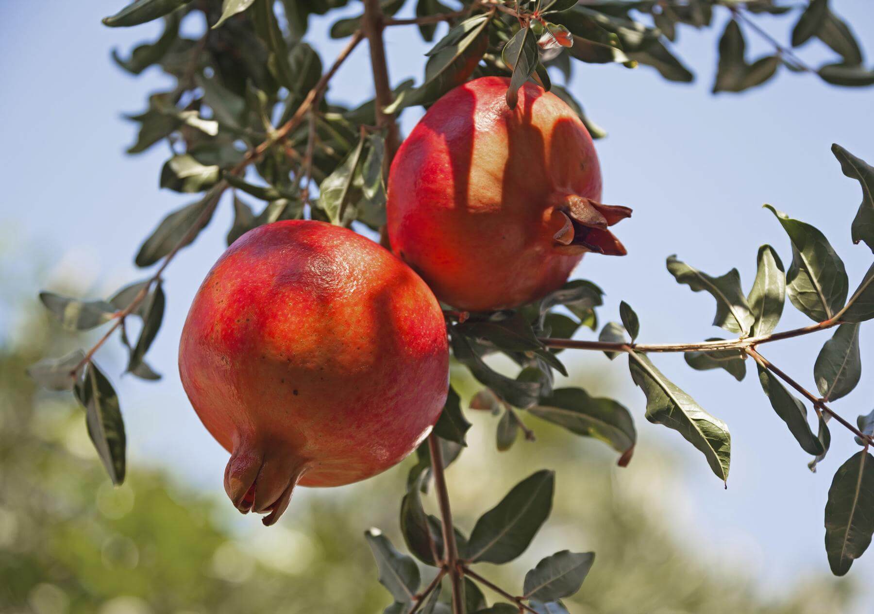 MELOGRANO BOX DA 10 KG CALIBRO MEDIO GROSSO