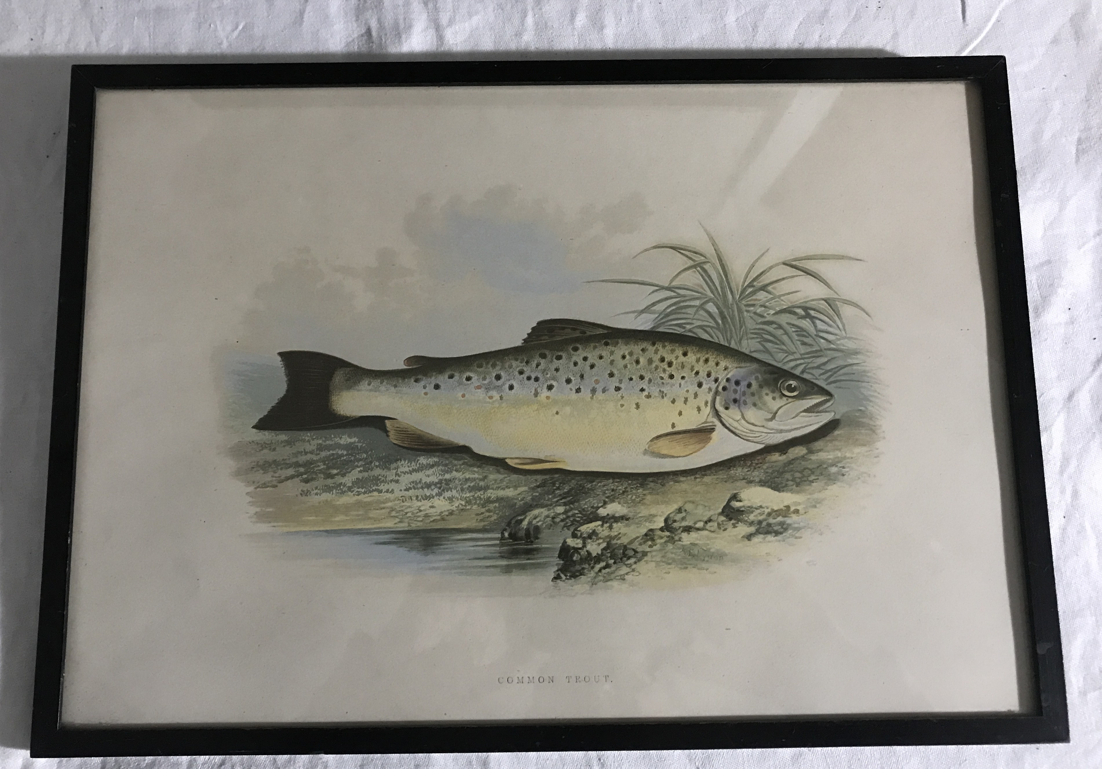 Common Trout Block print