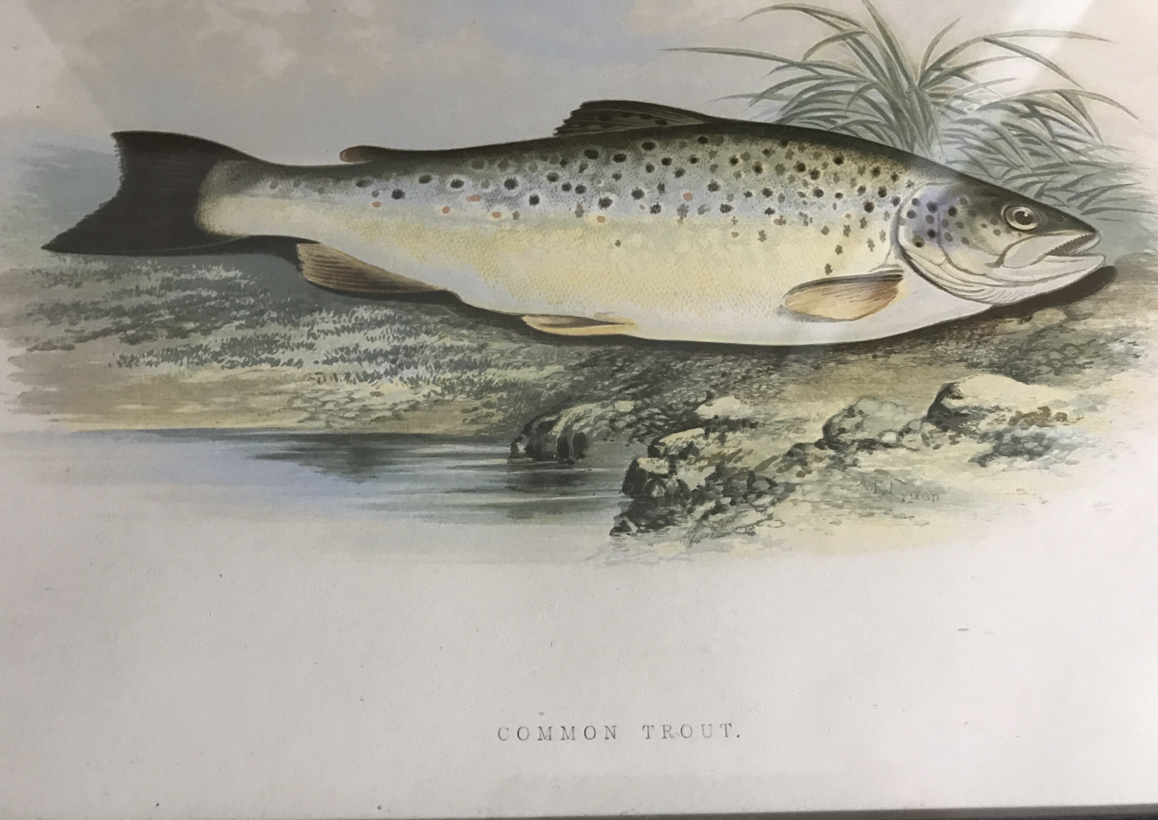 Common Trout Block print