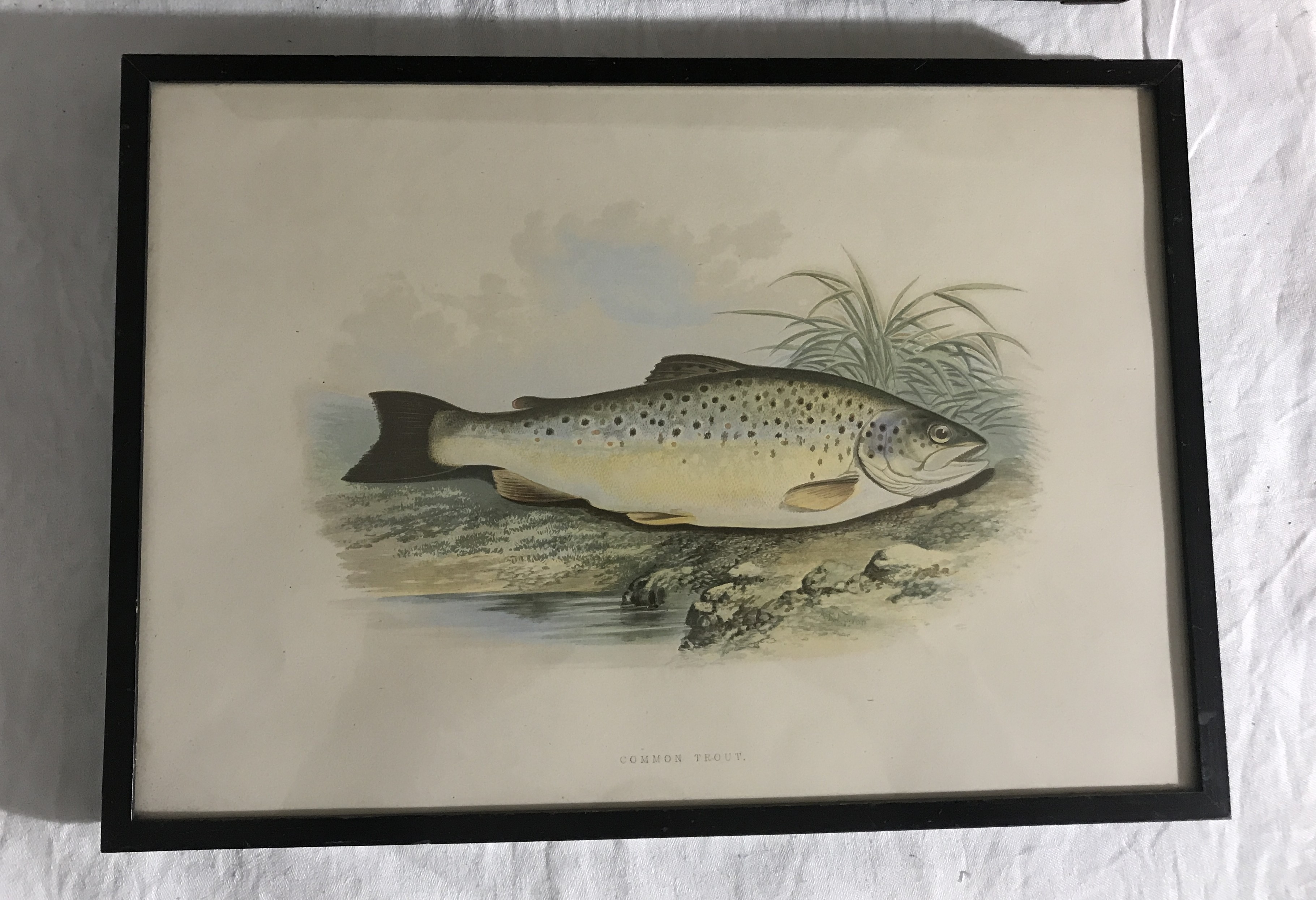 Common Trout Block print