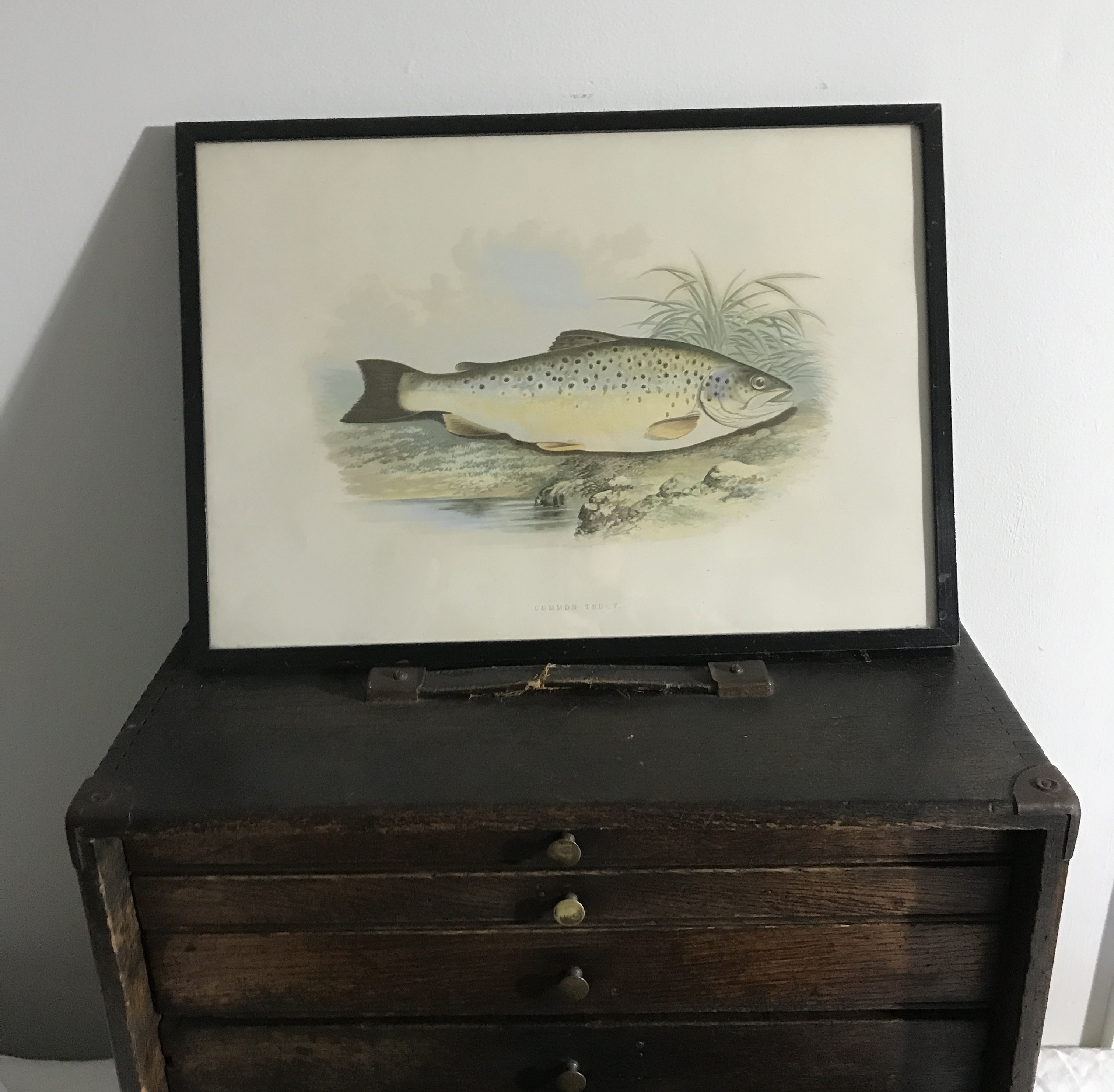 Common Trout Block print