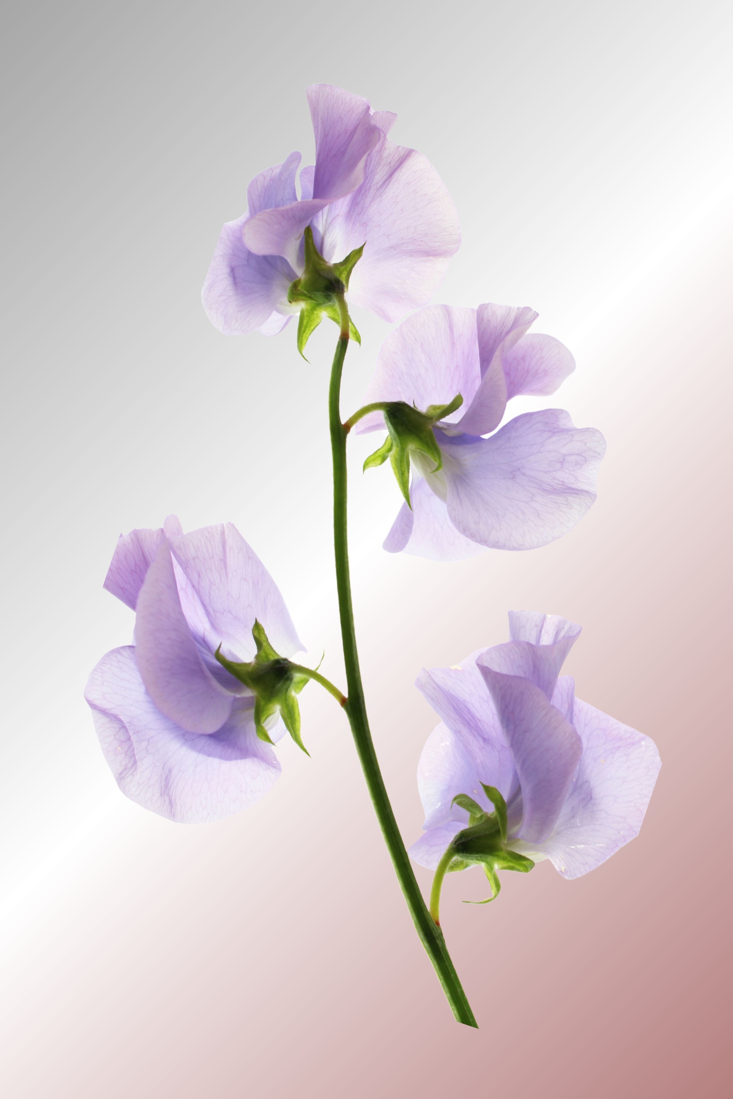 2 x amazing flower canvas wall art, these would grace any room. Great price two canvas wall arts. SPECIAL OFFER