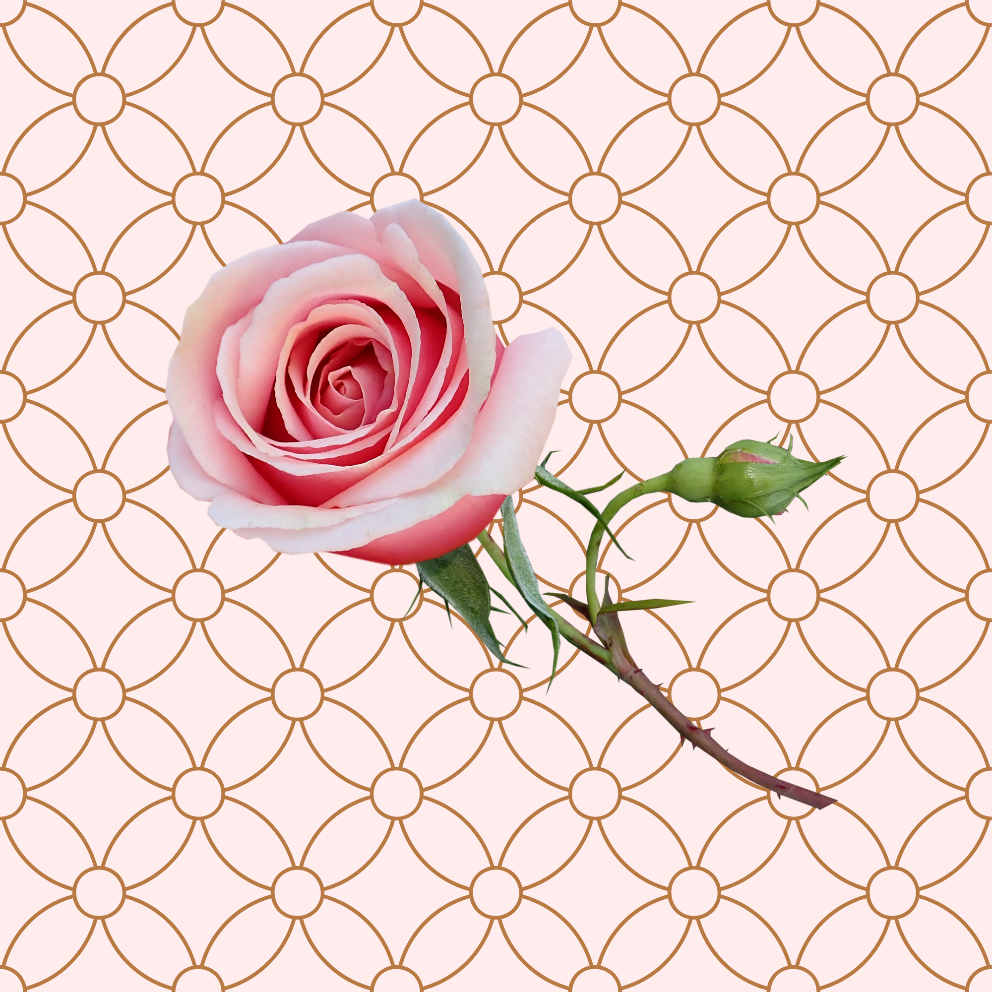 Cushion for the bedroom or lounge, pretty rose on a grid background.