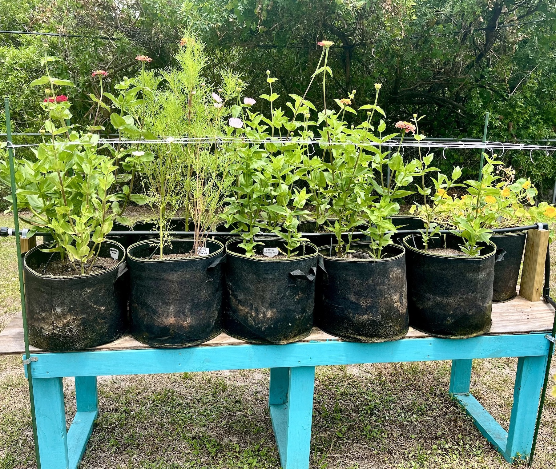 Fall 2025 Complete Cut Flower Bed