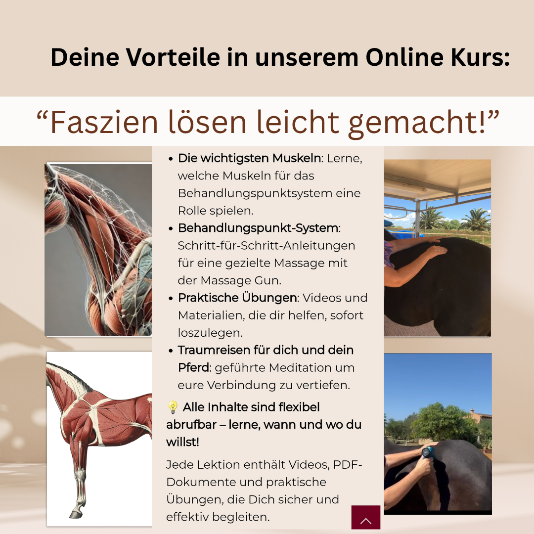 Pferde Massage Kurs für Pferdebesitzer