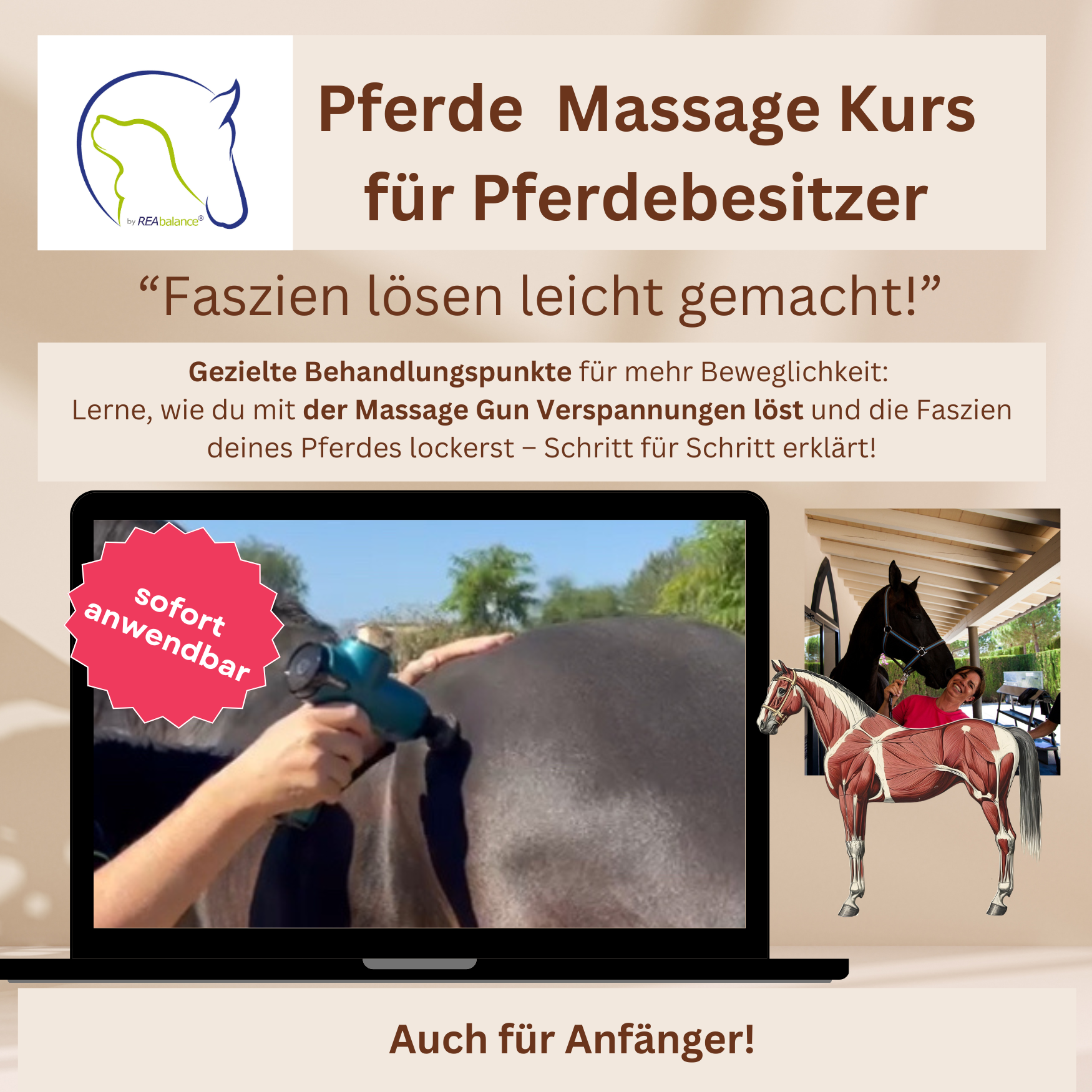 Pferde Massage Kurs für Pferdebesitzer