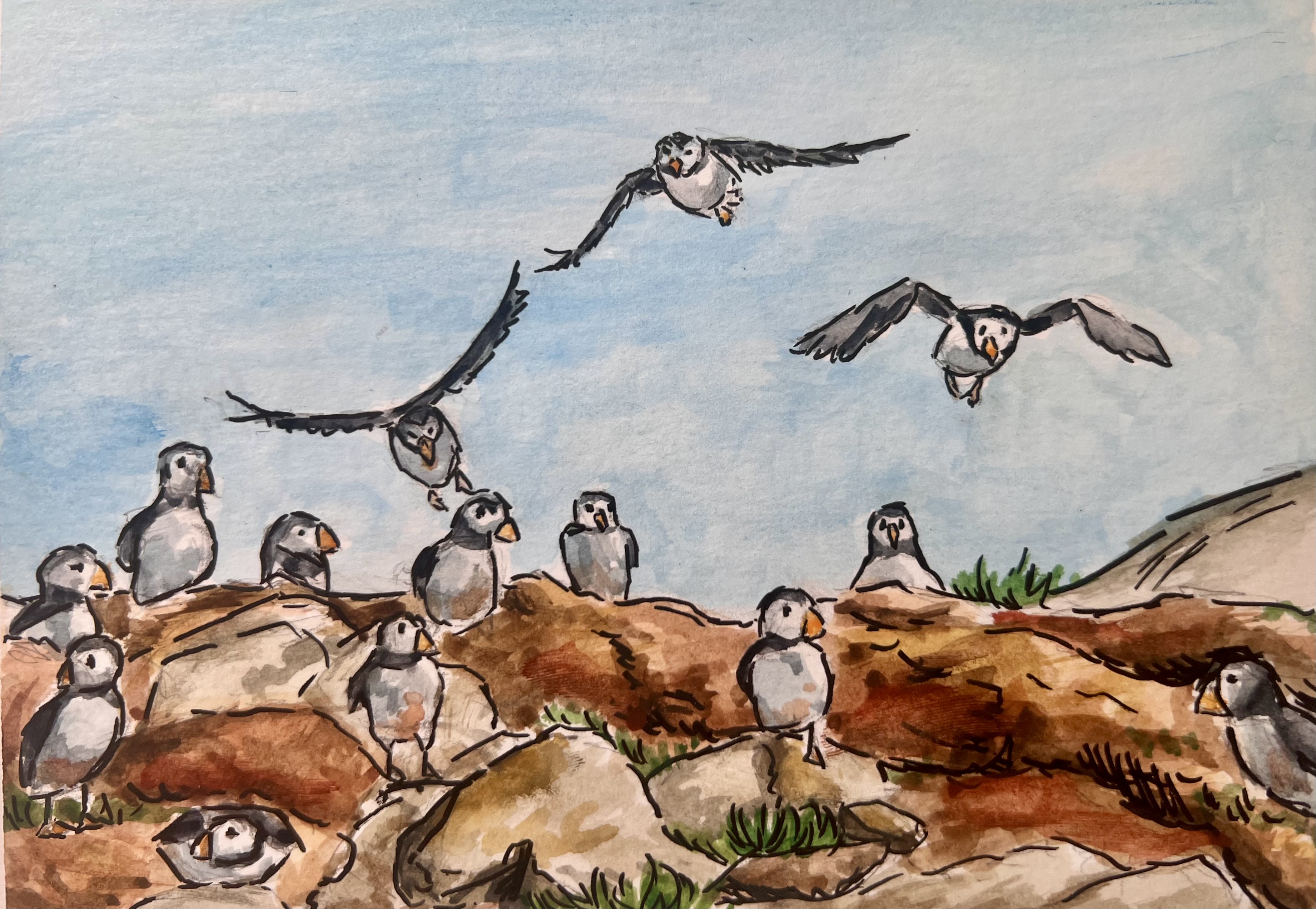 Puffins in Newfoundland - Original