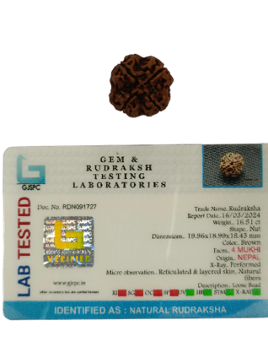 4 Mukhi Rudraksha