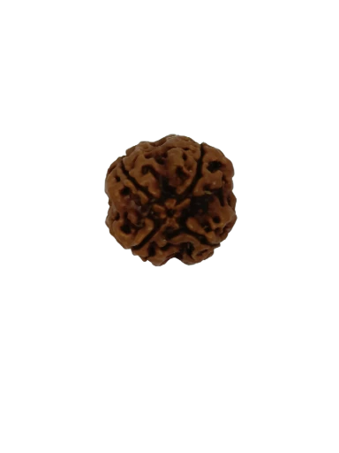 4 Mukhi Rudraksha