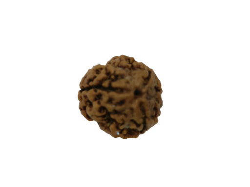 3 Mukhi Rudraksha