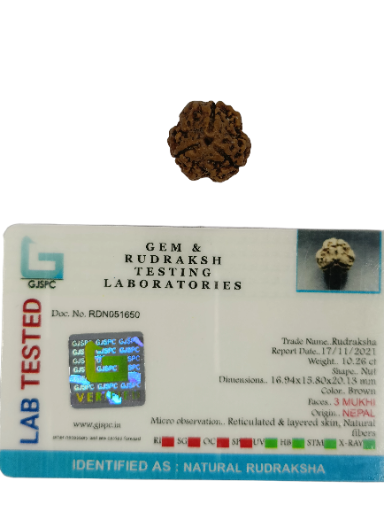 3 Mukhi Rudraksha