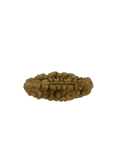 1 Mukhi Rudraksha