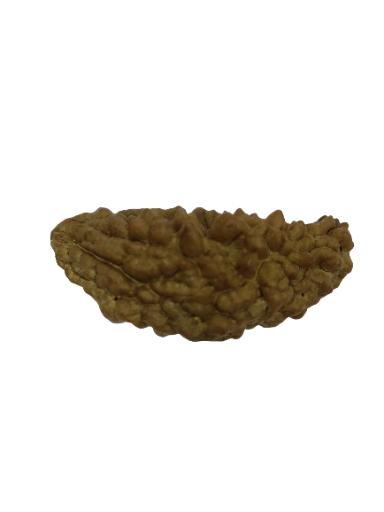 1 Mukhi Rudraksha