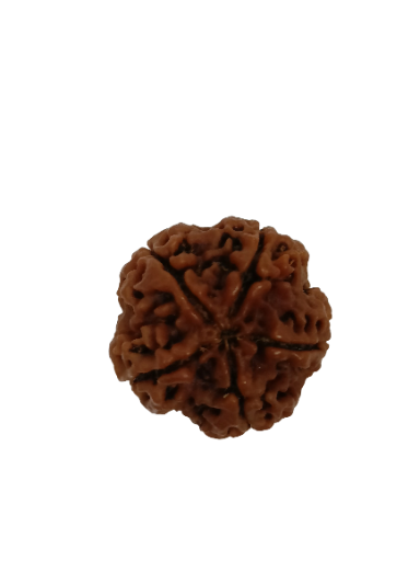 5 Mukhi Rudraksha