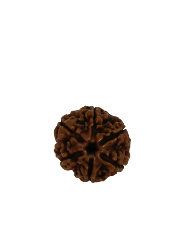6 Mukhi Rudraksha