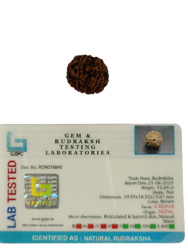 6 Mukhi Rudraksha