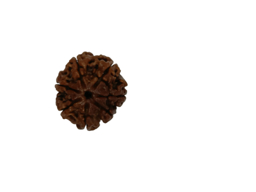 7 Mukhi Rudraksha