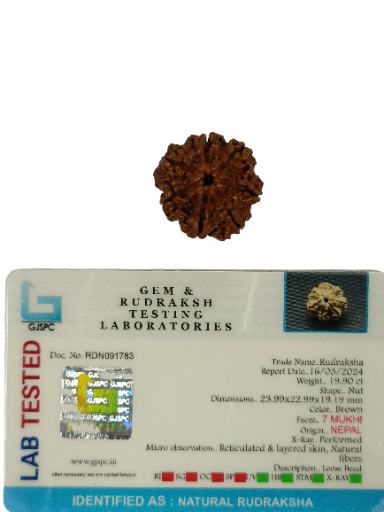 7 Mukhi Rudraksha