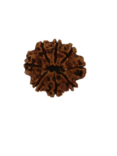 8 Mukhi Rudraksha